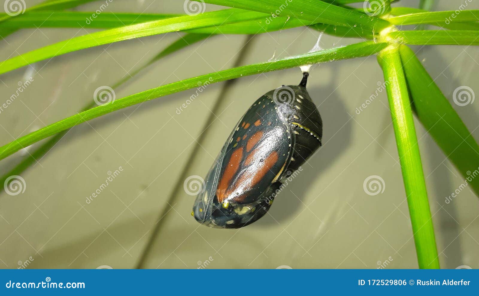 Monarch Butterfly Chrysalis on Grass Stock Photo Image of grass