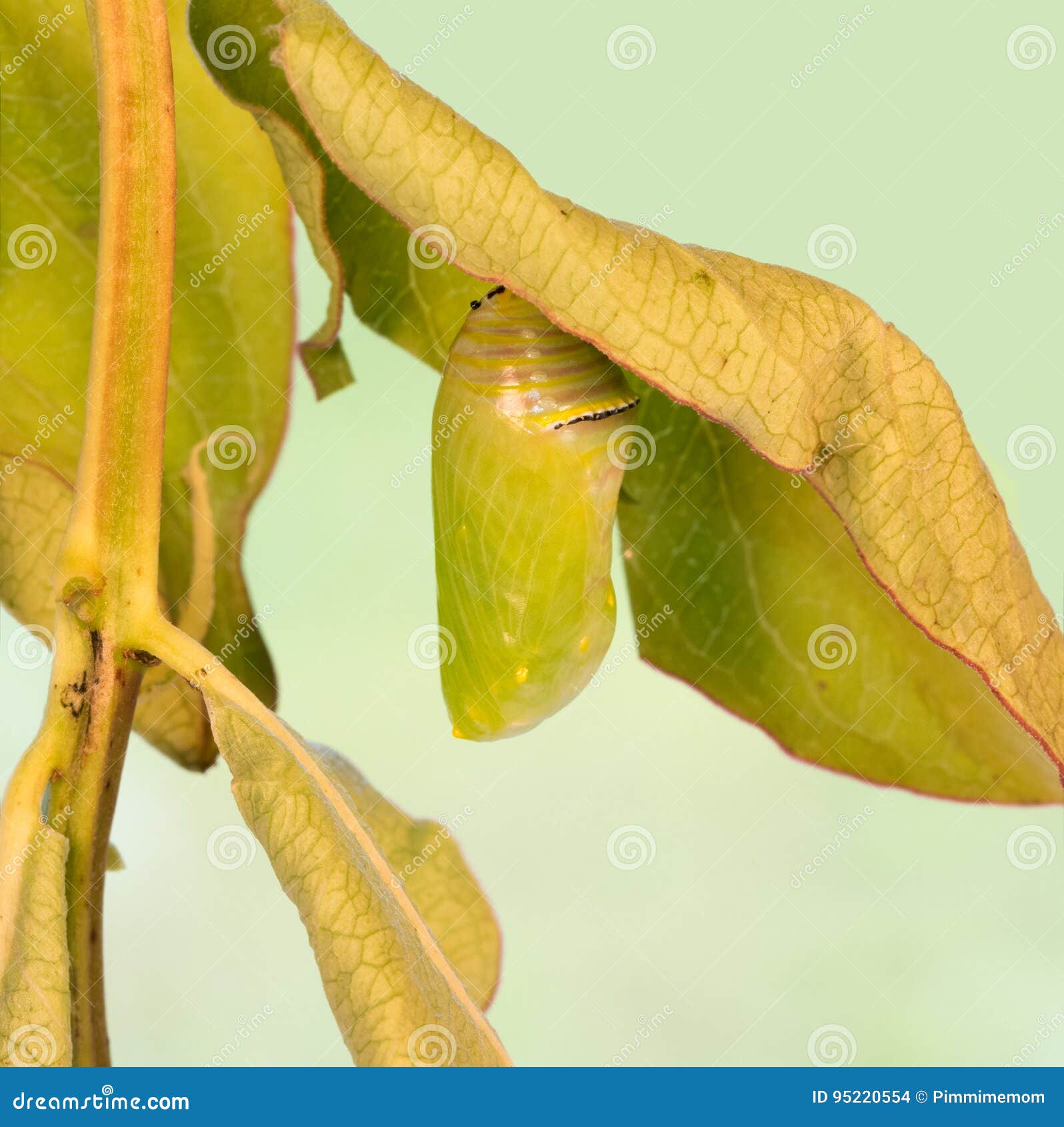 Monarch Butterfly Chrysalis Stock Photo Image of leaf, environment