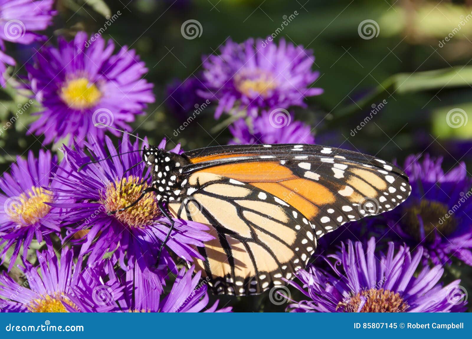 monarch butterfly on clump of purple aster flowers