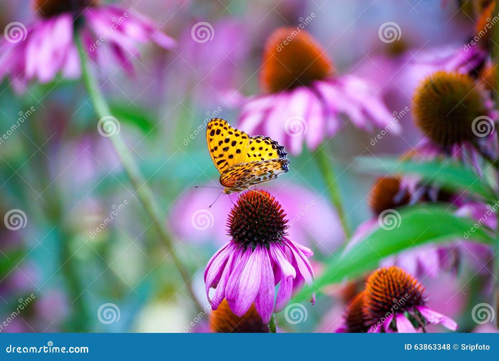 Monarch Butterfly on ConeFlowers Stock Photo Image of body, monarch