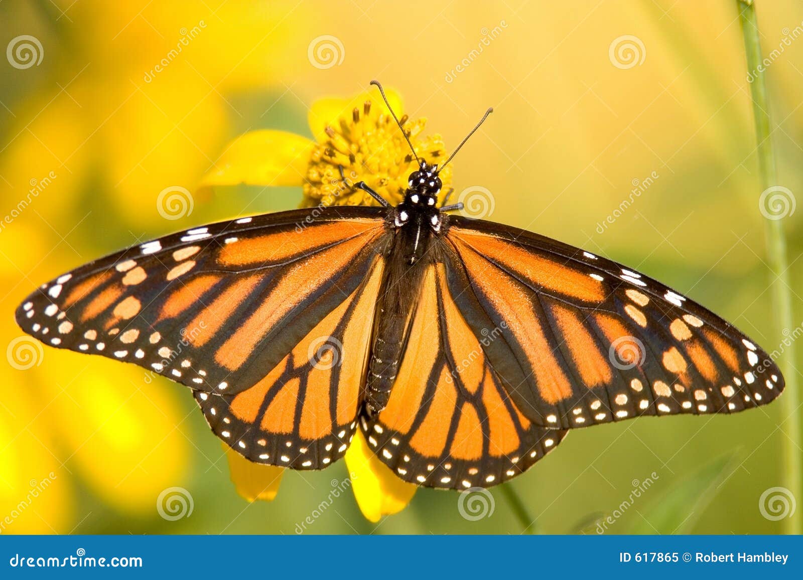 monarch butterfly - danaus plexippus