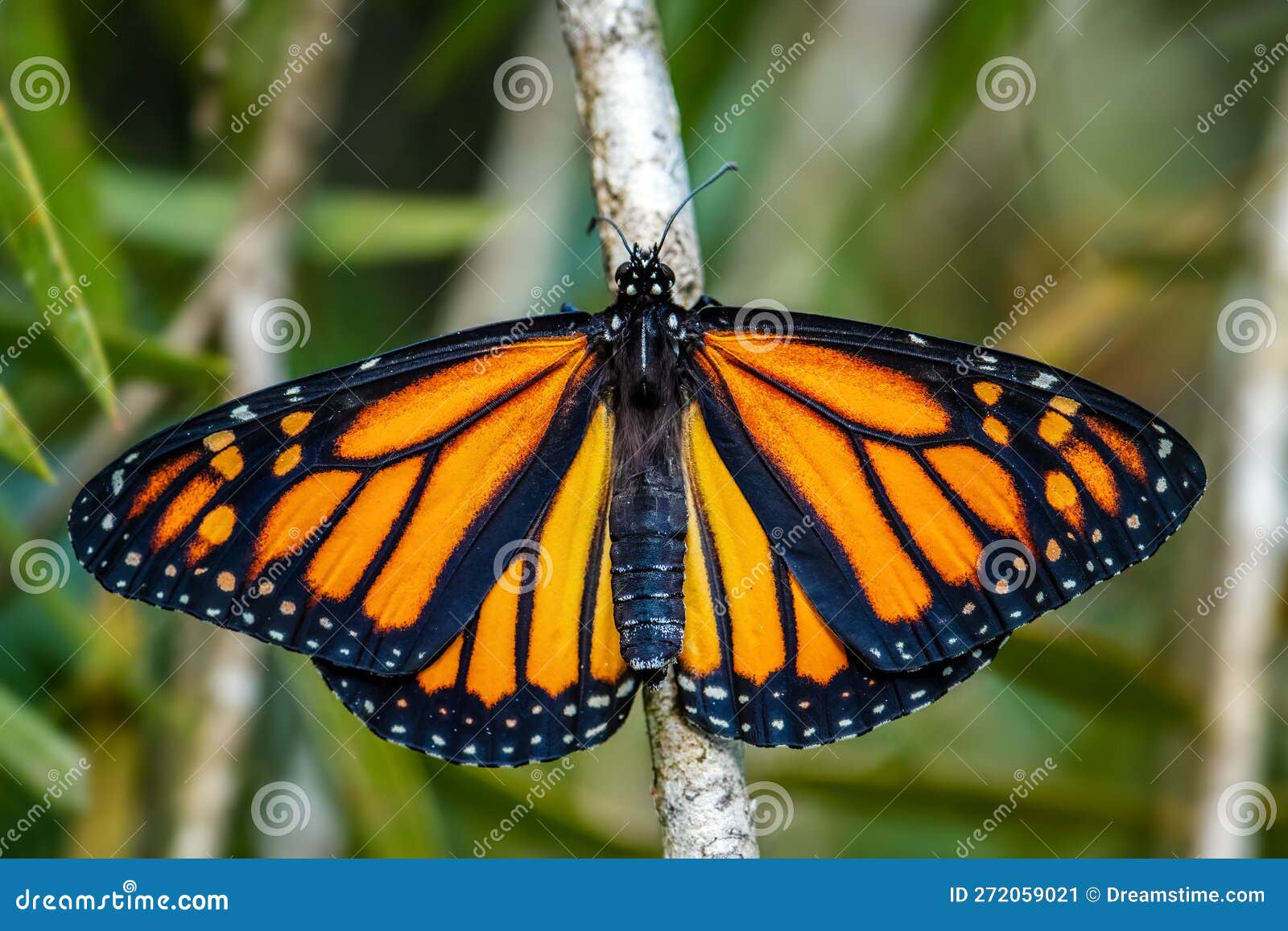 monarch butterfly - danaus plexippus