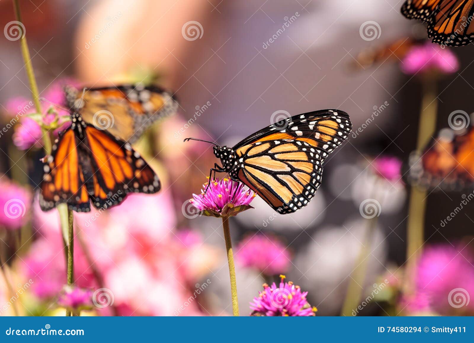 monarch butterfly, danaus plexippus