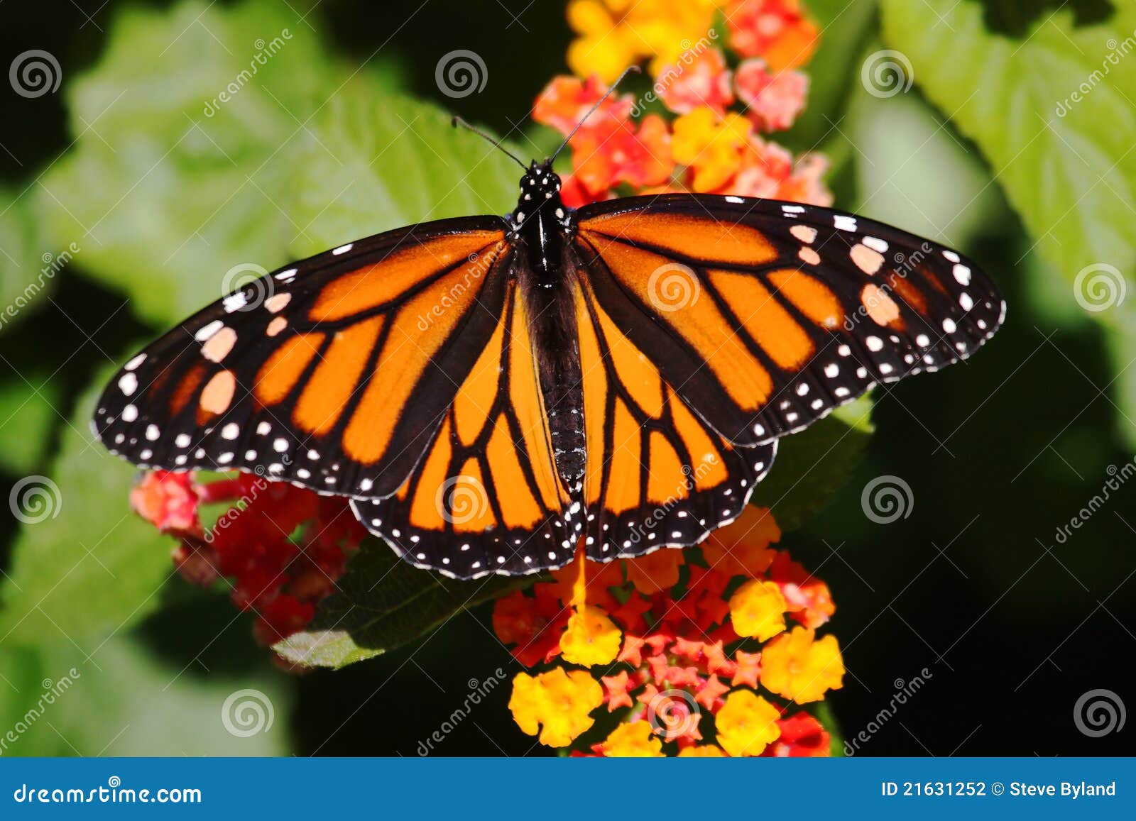 monarch butterfly (danaus plexippus) on flowers