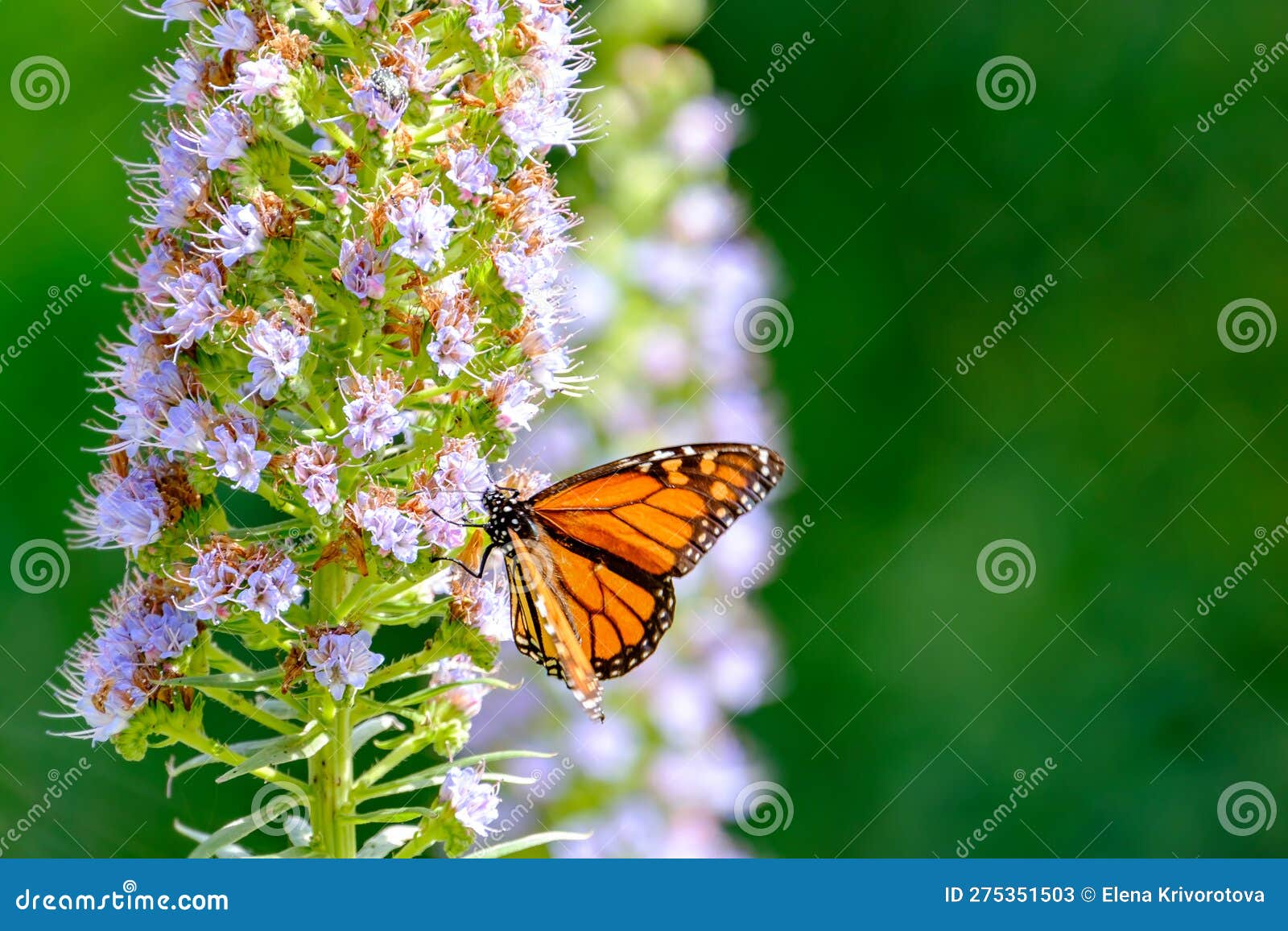monarch butterfly (danaus plexippus) standing on the blooming oplant echium on gran canary, spain