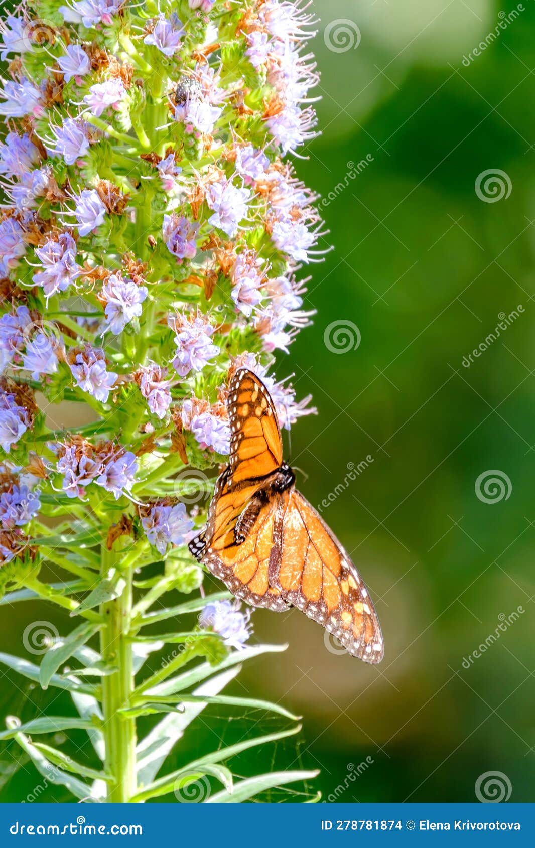 monarch butterfly (danaus plexippus) standing on the blooming oplant echium virescens i