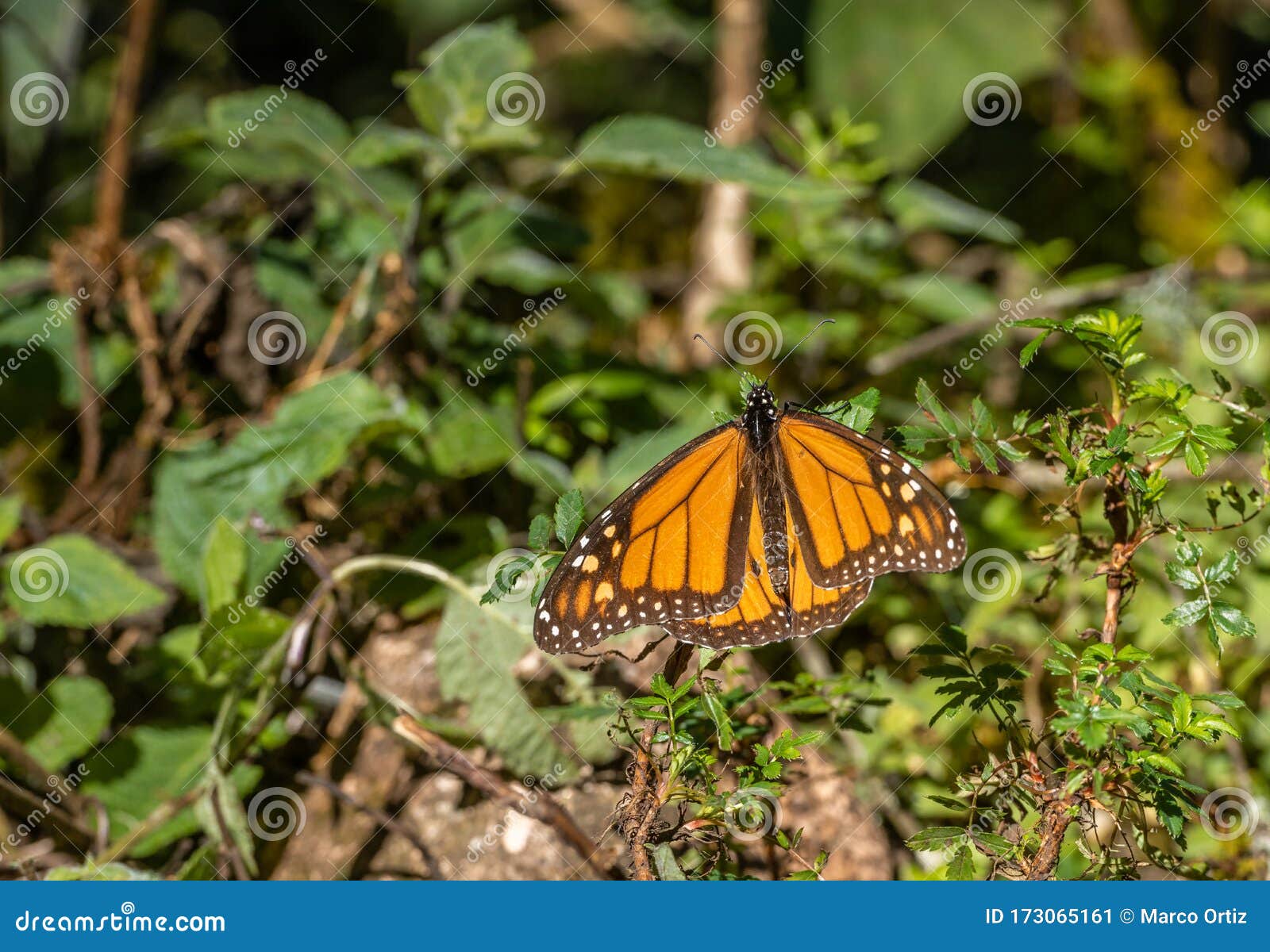 monarch butterfly danaus plexippus sunbathing and perching on a plant in the sanctuary