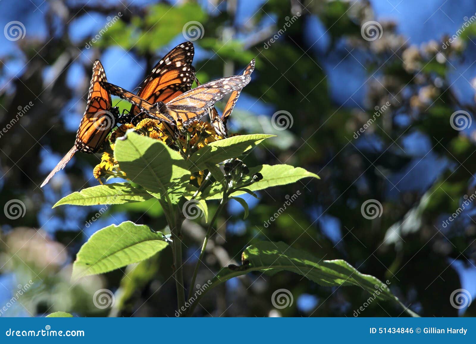 monarch butterfly