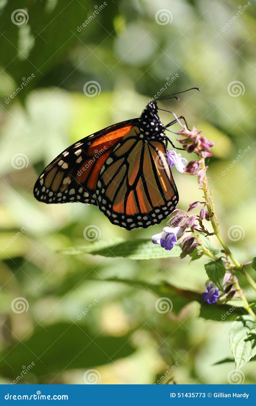 monarch butterfly