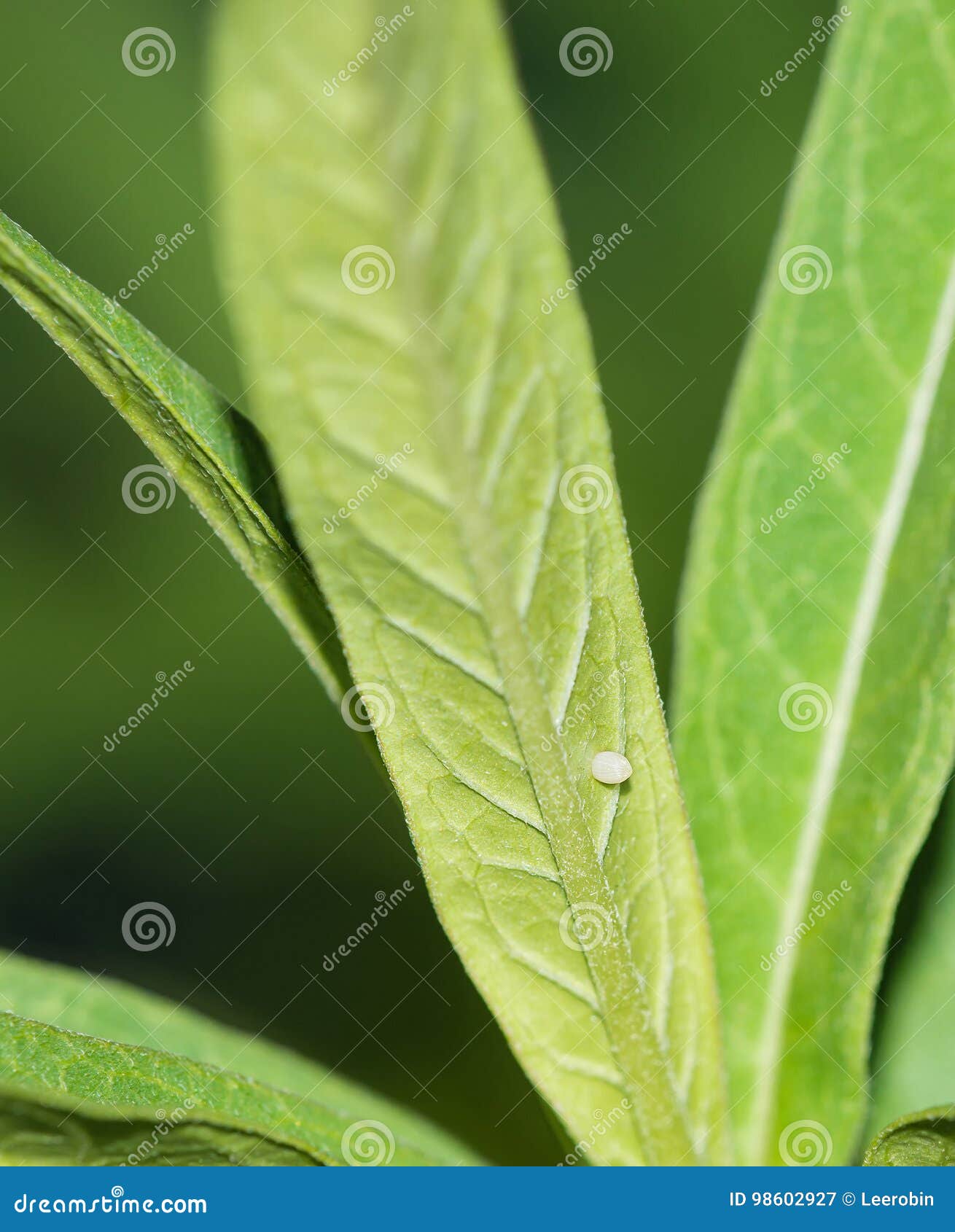 Monarch Butterfly Egg on Milkweed Leaf Stock Image Image of stage