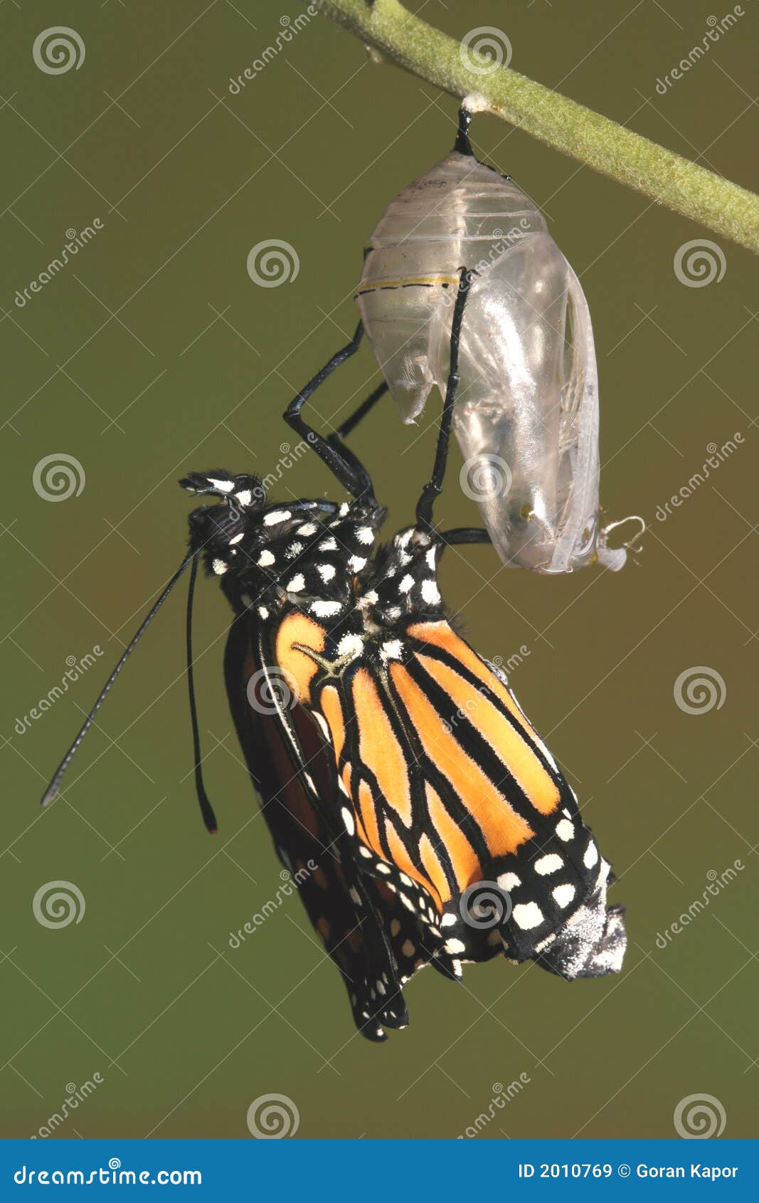monarch butterfly emerging from its chrysalis