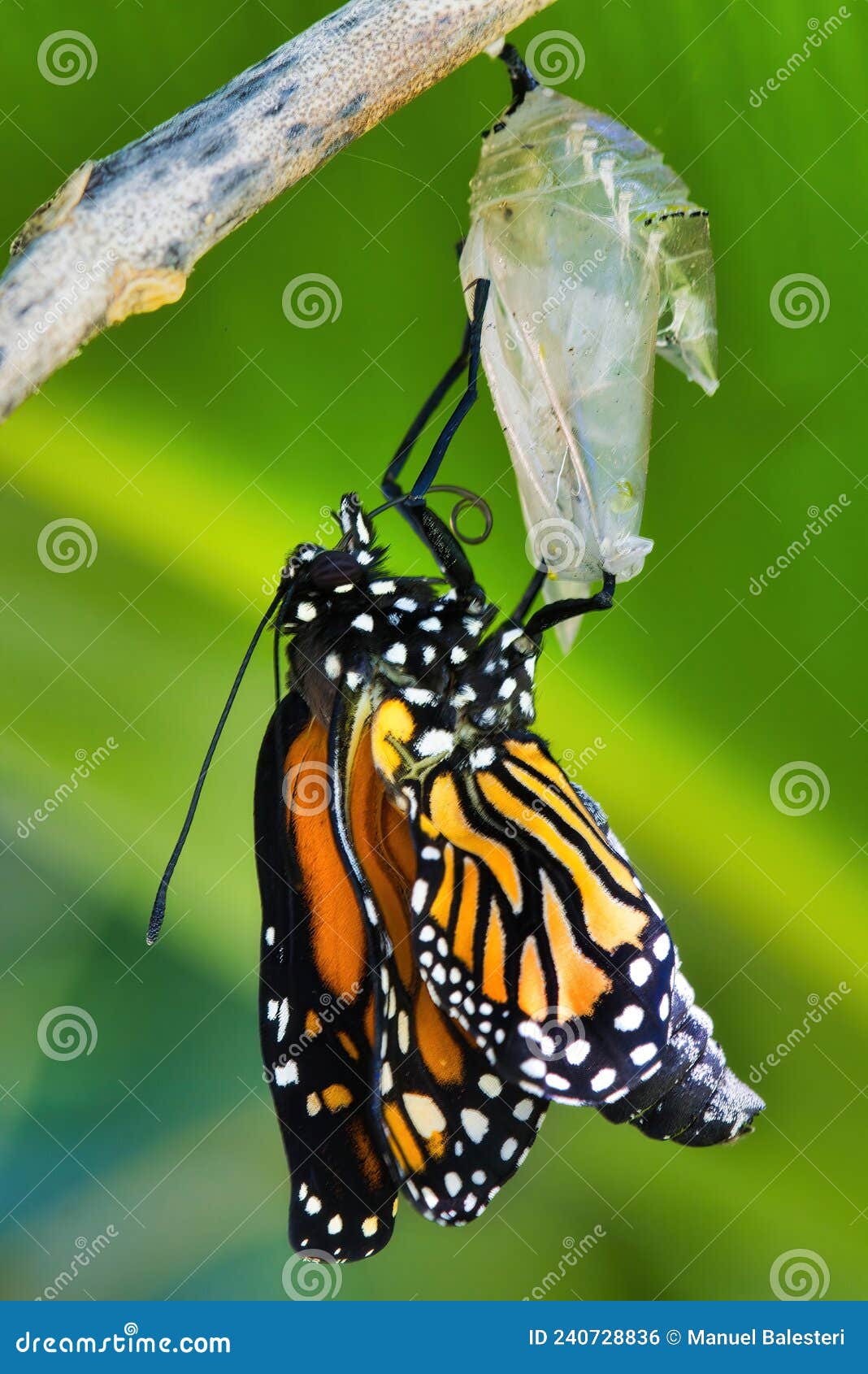 Monarch Butterfly Emerging from Its Chrysalis. Stock Photo Image of