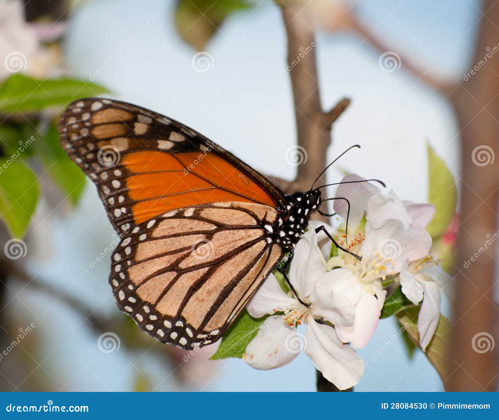 Monarch Butterfly Feeding on Apple Blossom Stock Photo Image of nymphalidae, blue 28084530