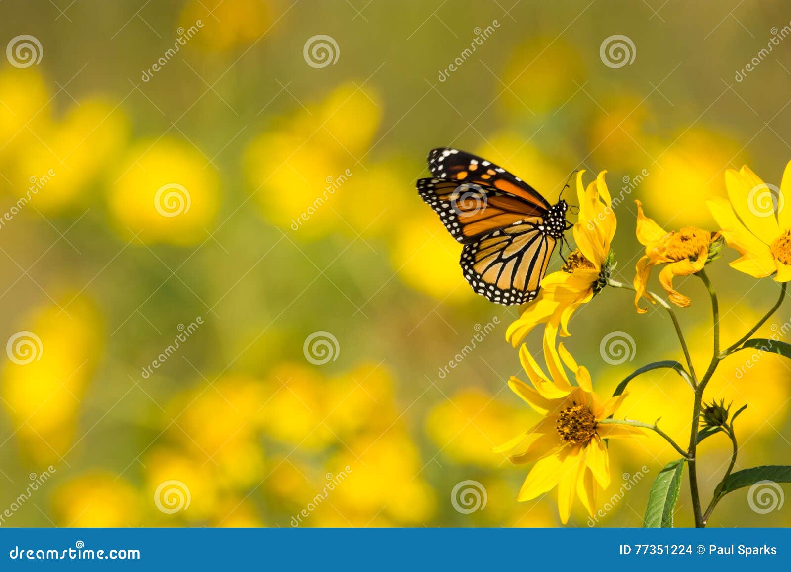 Monarch Butterfly stock photo. Image of danaus, nature 77351224
