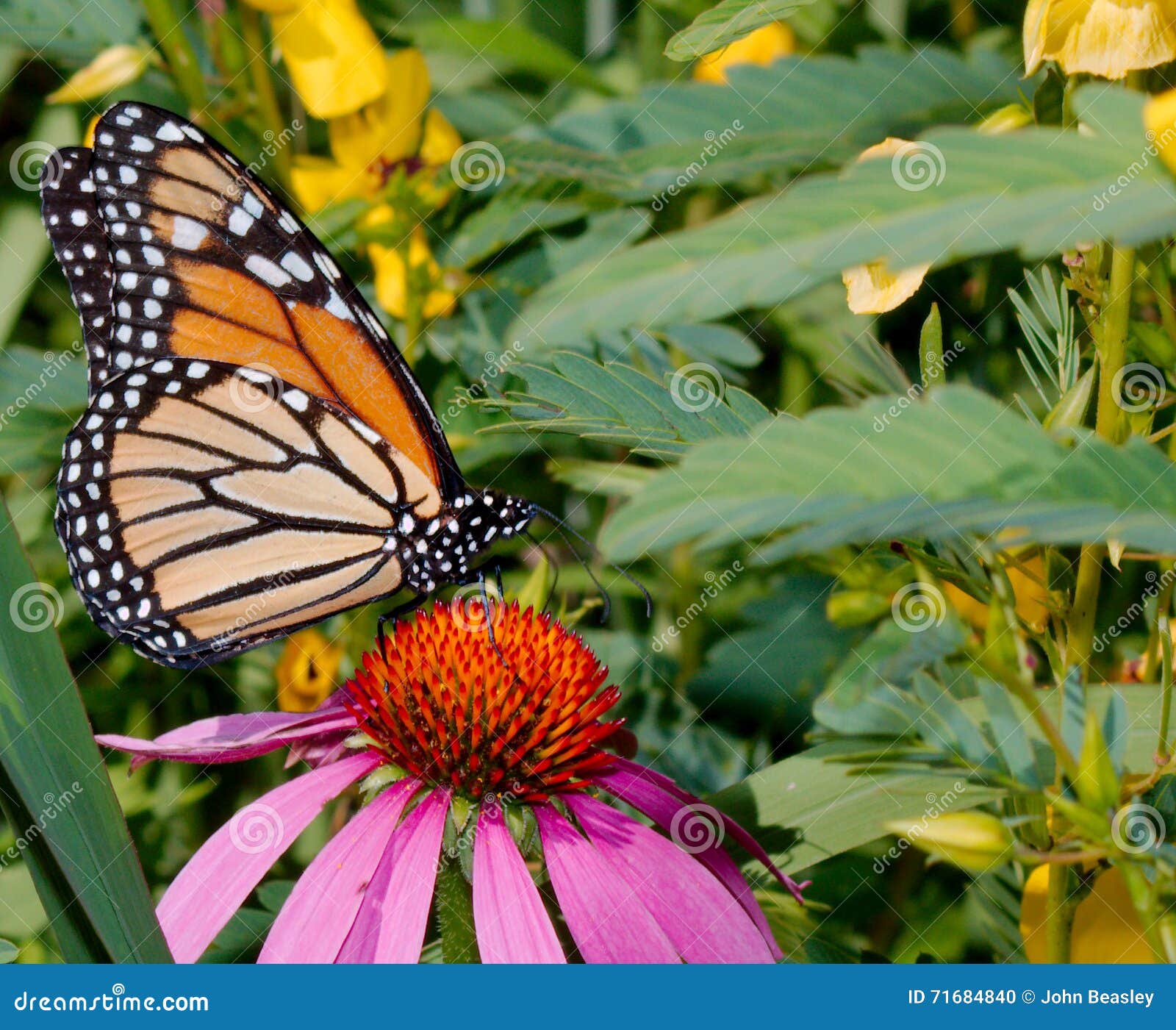 Monarch stock photo. Image of purple, herbivore, coneflower 71684840