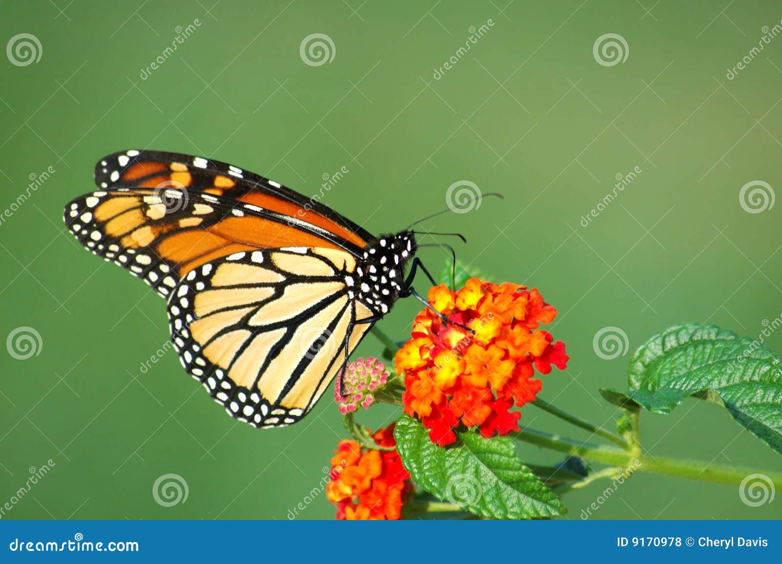 monarch butterfly feeding on lantana