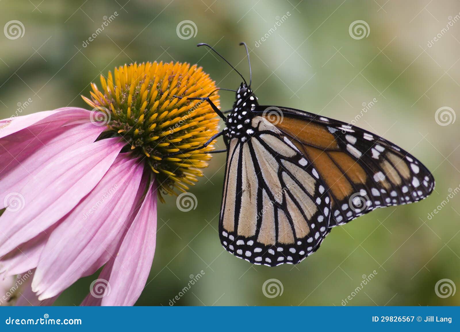 Monarch Butterfly Feeding on Cone Flower Stock Image Image of summer