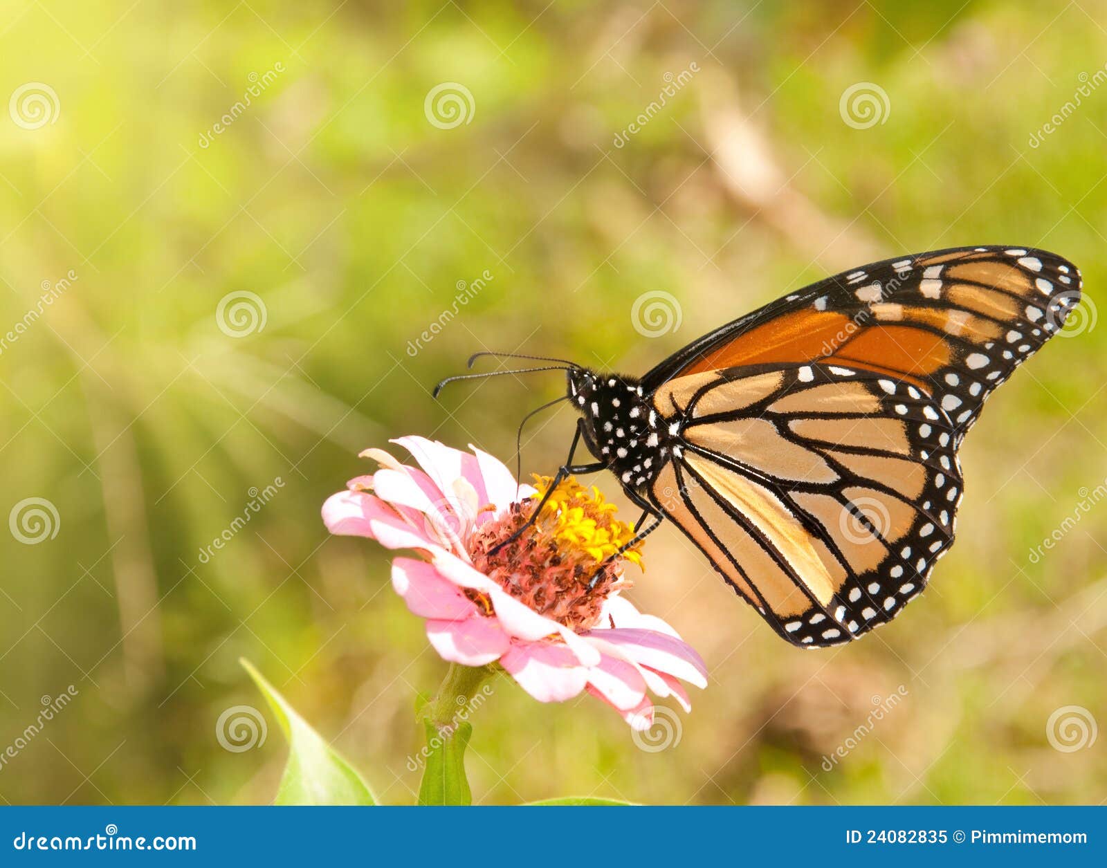 Monarch Butterfly Feeding on a Zinnia Stock Image Image of band, orange 24082835