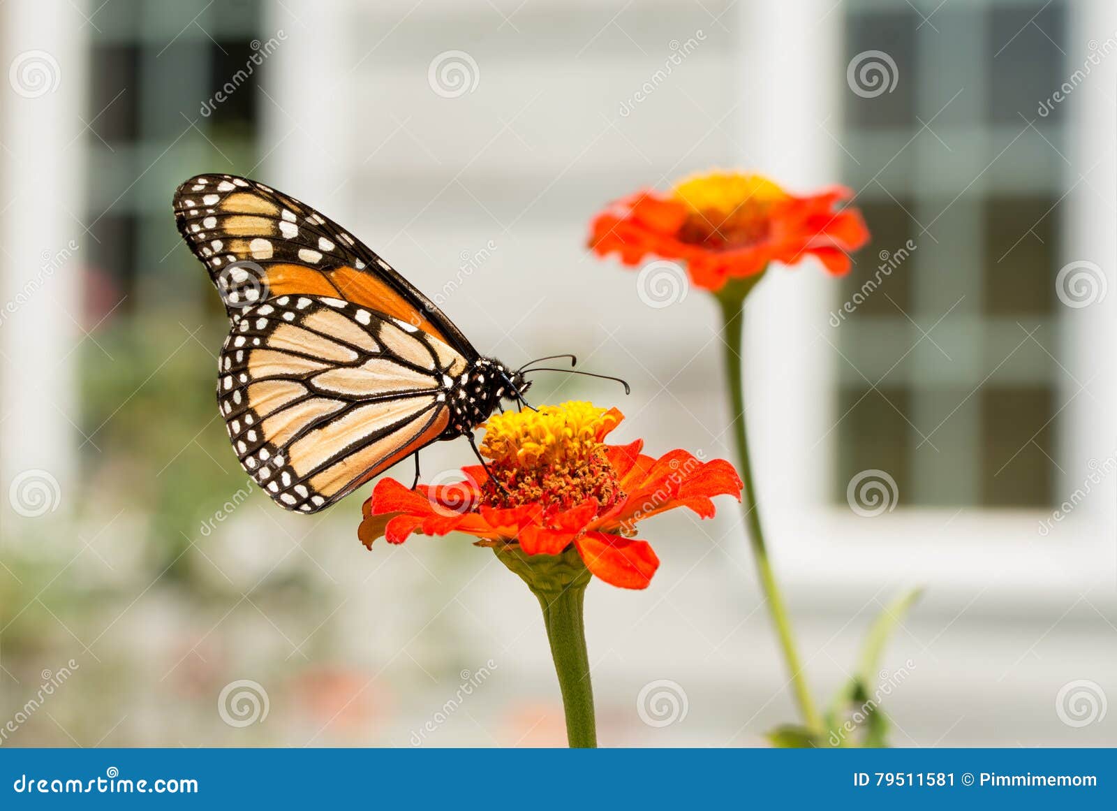 Monarch Butterfly Feeding on a Zinnia Stock Image Image of orange, nature 79511581