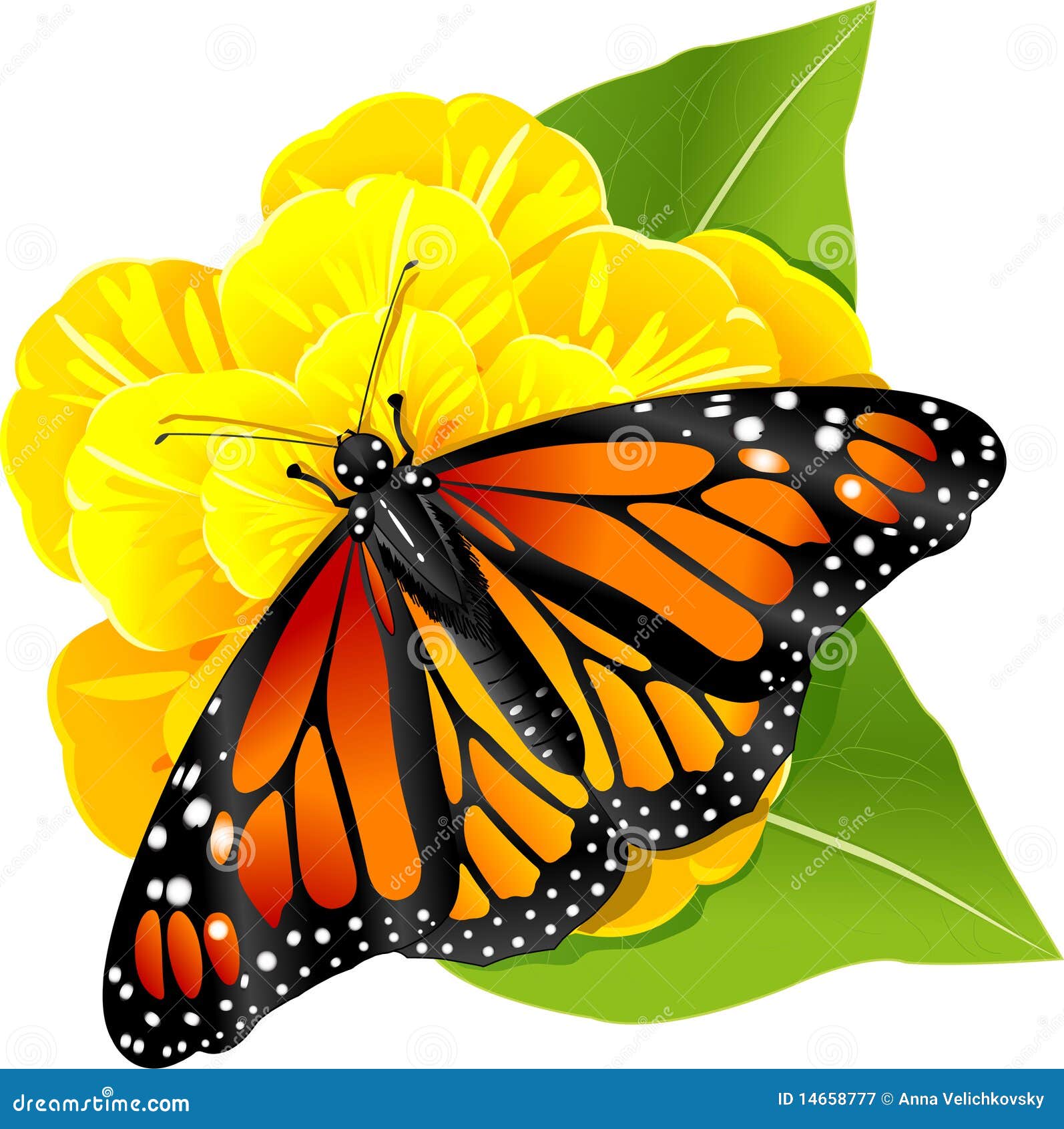 Monarch Butterfly on the Flower Stock Vector Illustration of orange