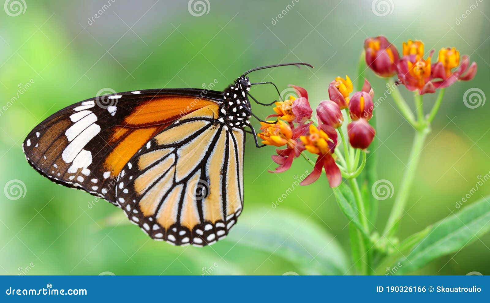 elegant orange monarch butterfly resting on multicolored flowers. macro photography of this gracious and fragile lepidoptera
