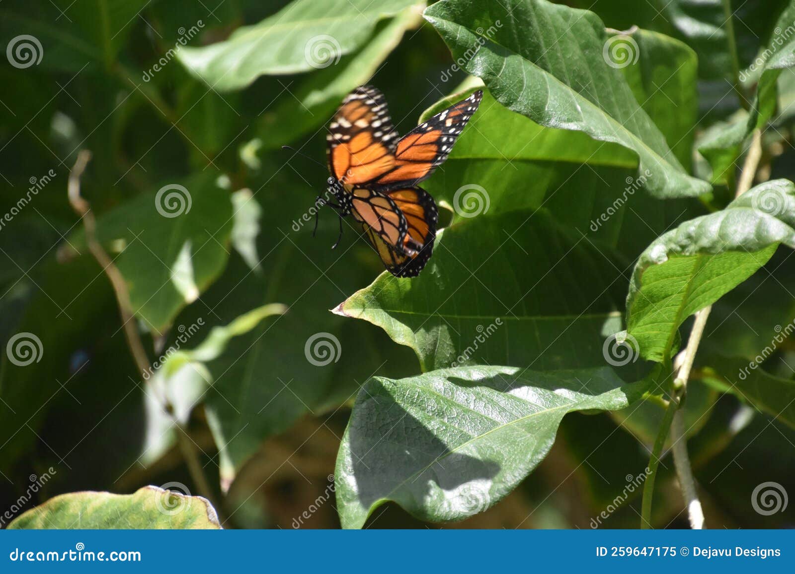 Monarch Butterfly Flying in a Garden Stock Image Image of milkweed