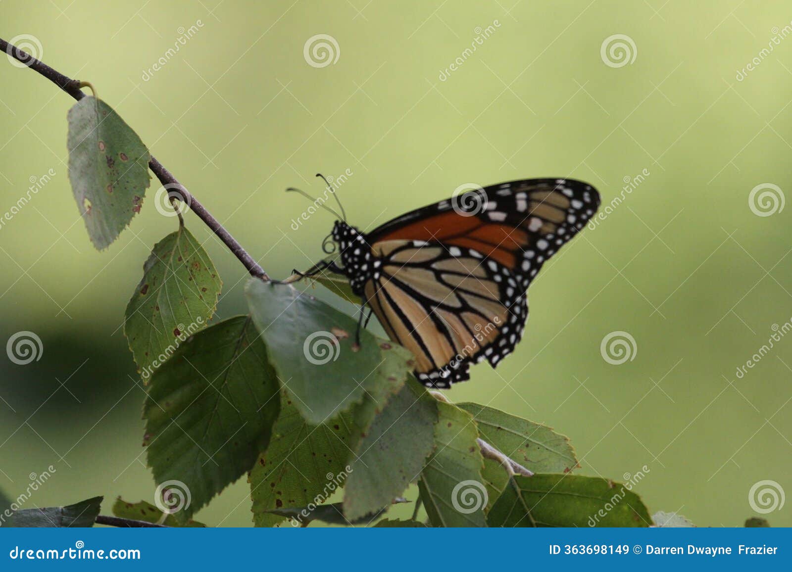 monarch butterfly gathering nectar 2024 xvii