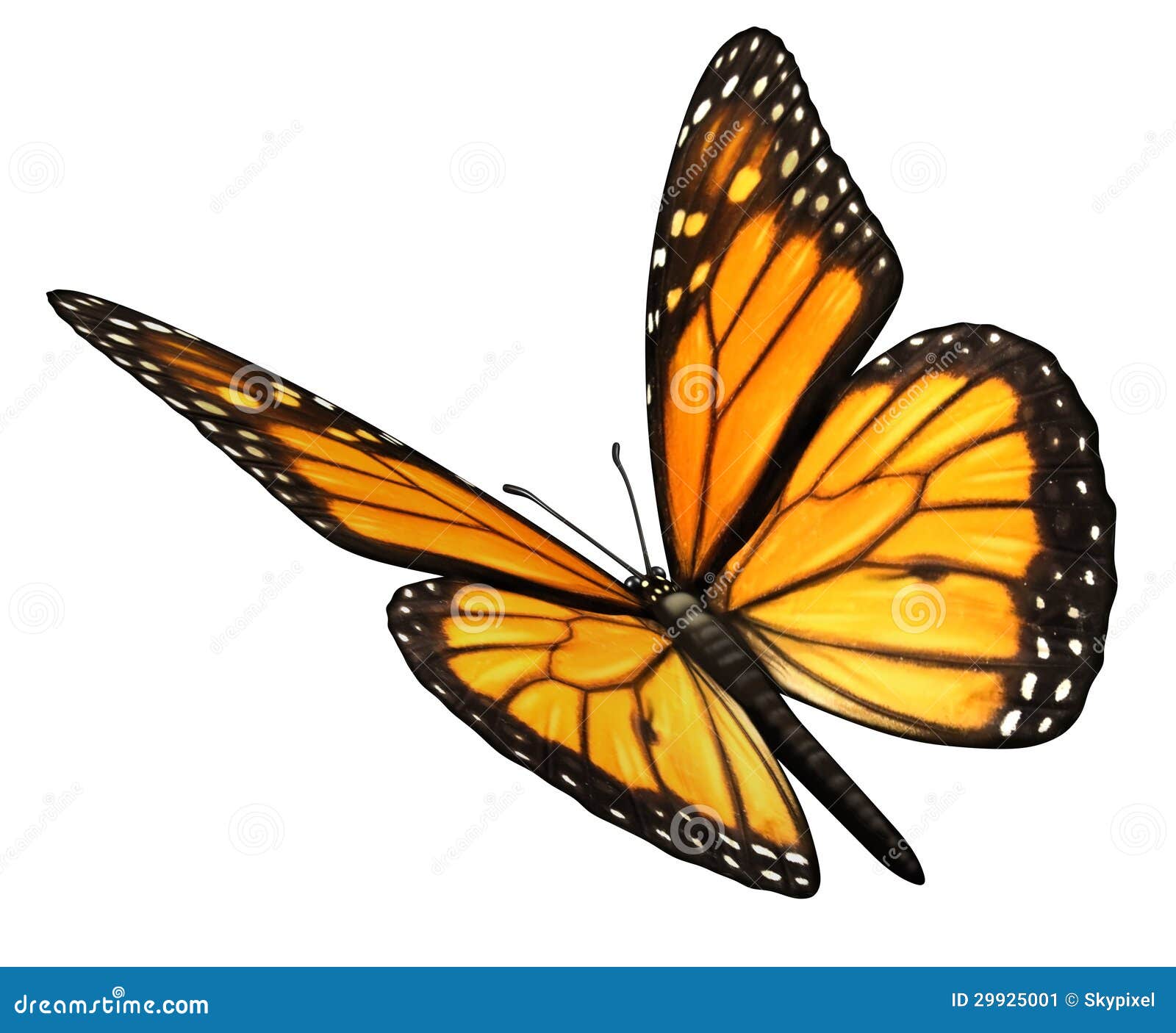 animated monarch butterfly clip art free - photo #46