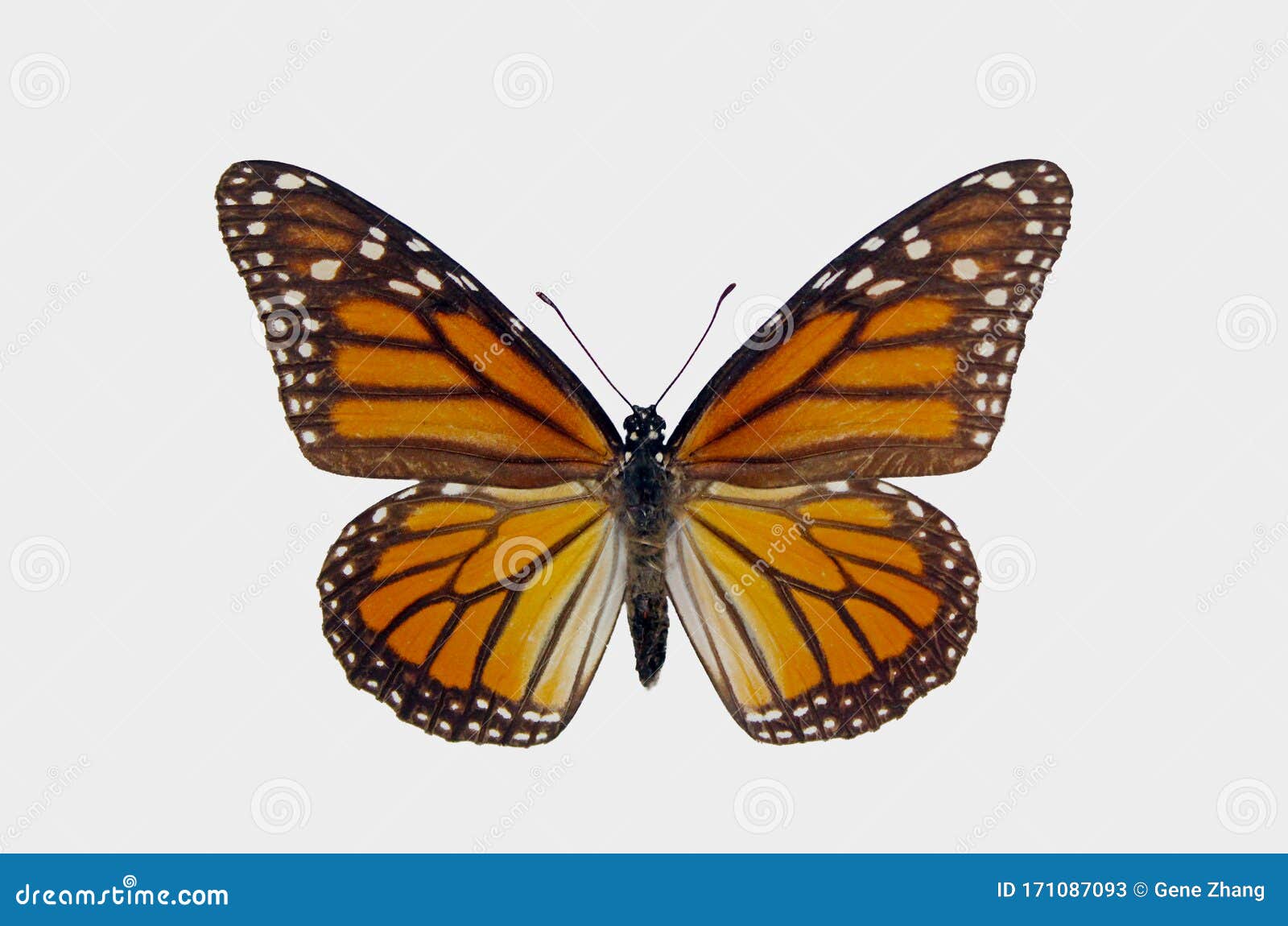 monarch butterfly  on white backgrounds, milkweed butterfly, nymphalidae