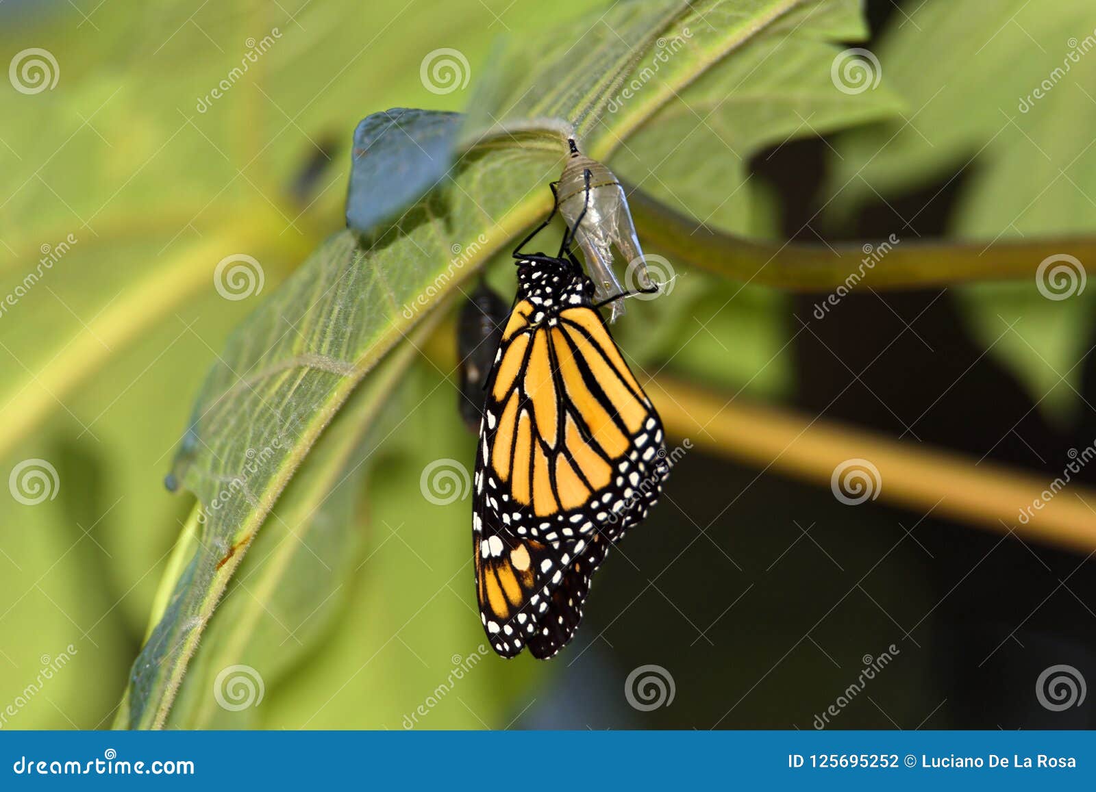 Monarch Butterfly Just when Leaving the Chrysalis Stock Photo Image