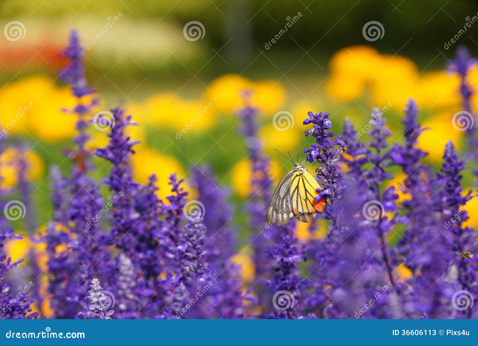 Monarch Butterfly on the Lavender in Garden Stock Image Image of