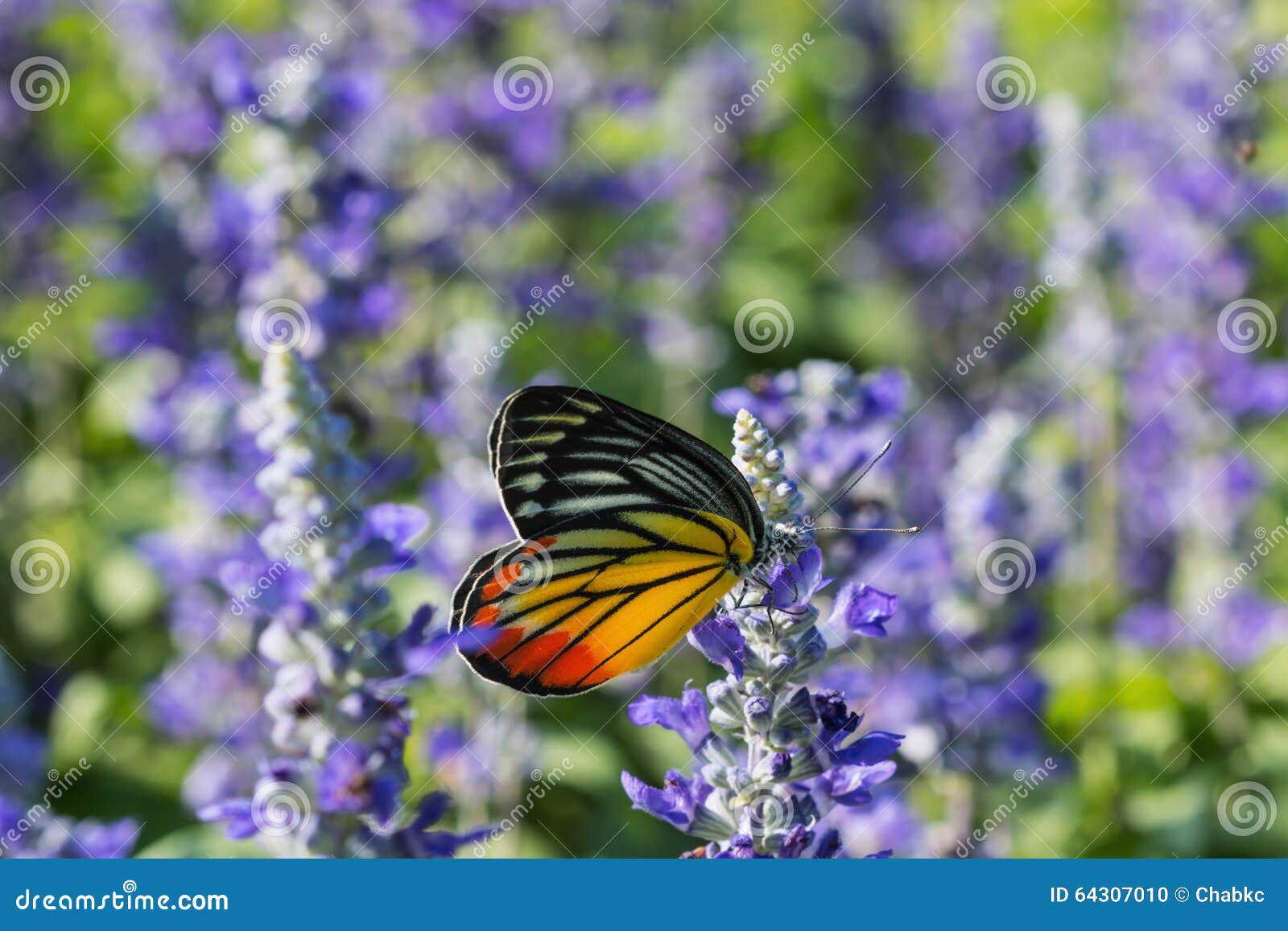 Monarch Butterfly on the Lavender Stock Photo - Image of beautiful