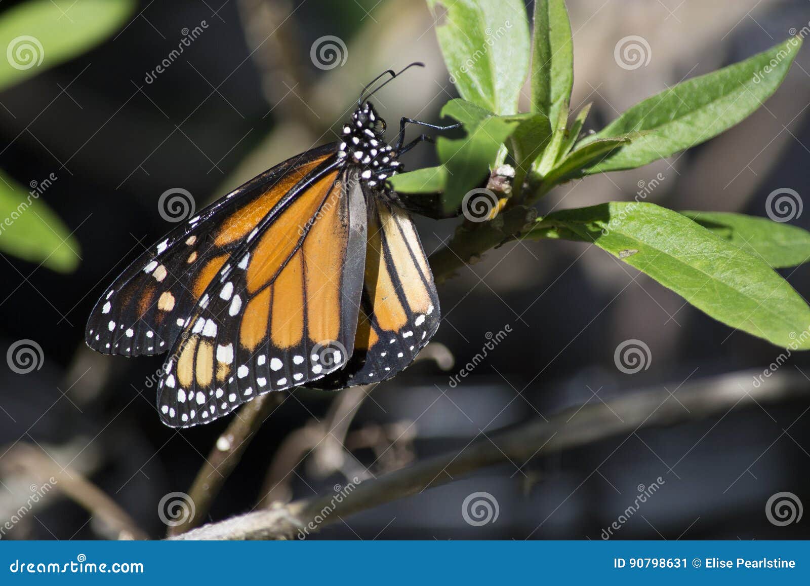 342 Monarch Butterfly Eggs Milkweed Stock Photos Free & RoyaltyFree