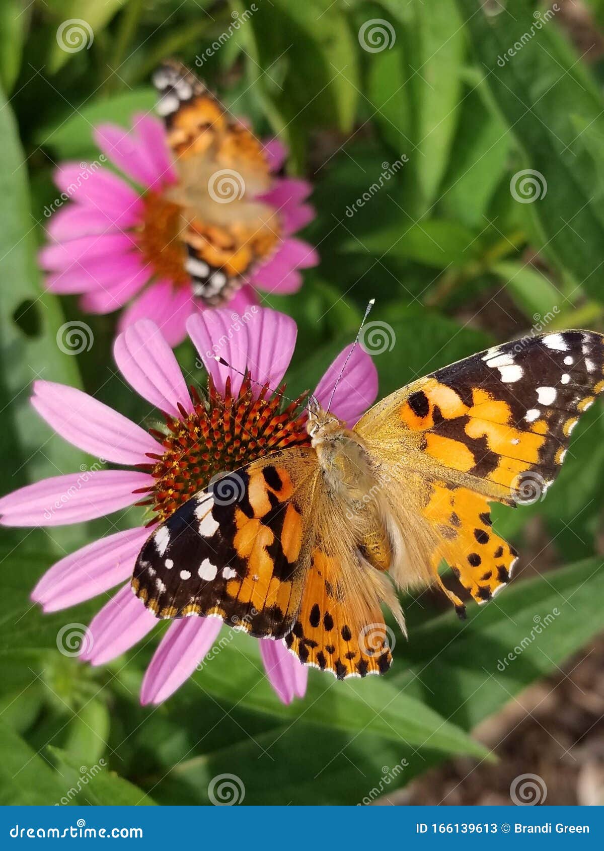 Monarch Butterfly on Pink Flower Stock Image - Image of flower, pink ...