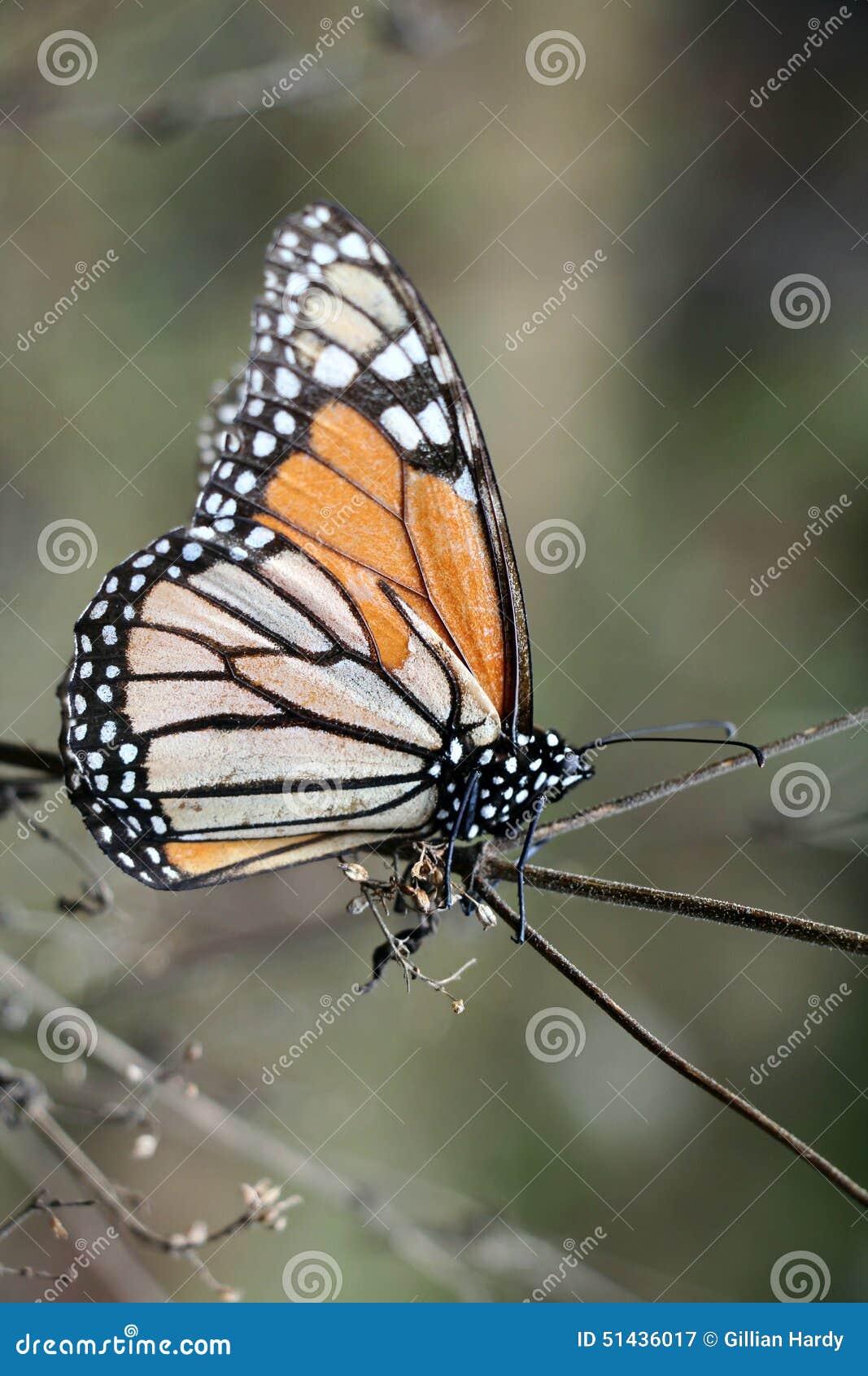 monarch butterfly portrait