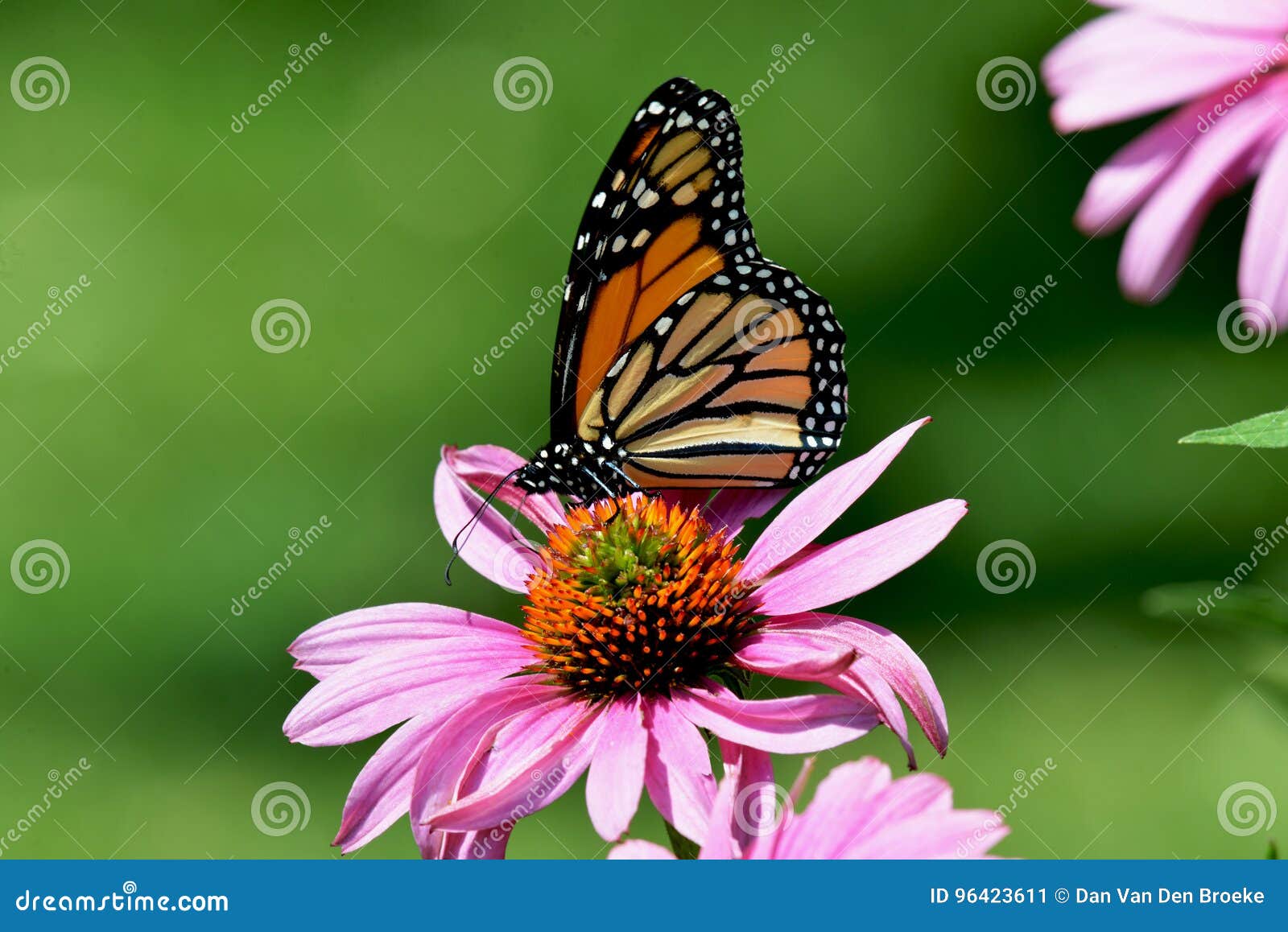 Monarch Butterfly on Purple Cone Flower Stock Image Image of nature