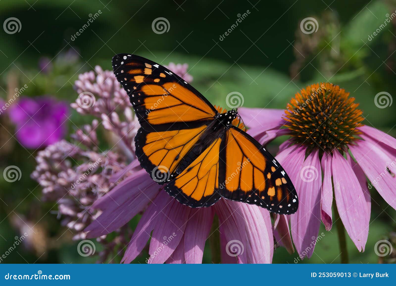 monarch butterfly on purple coneflower