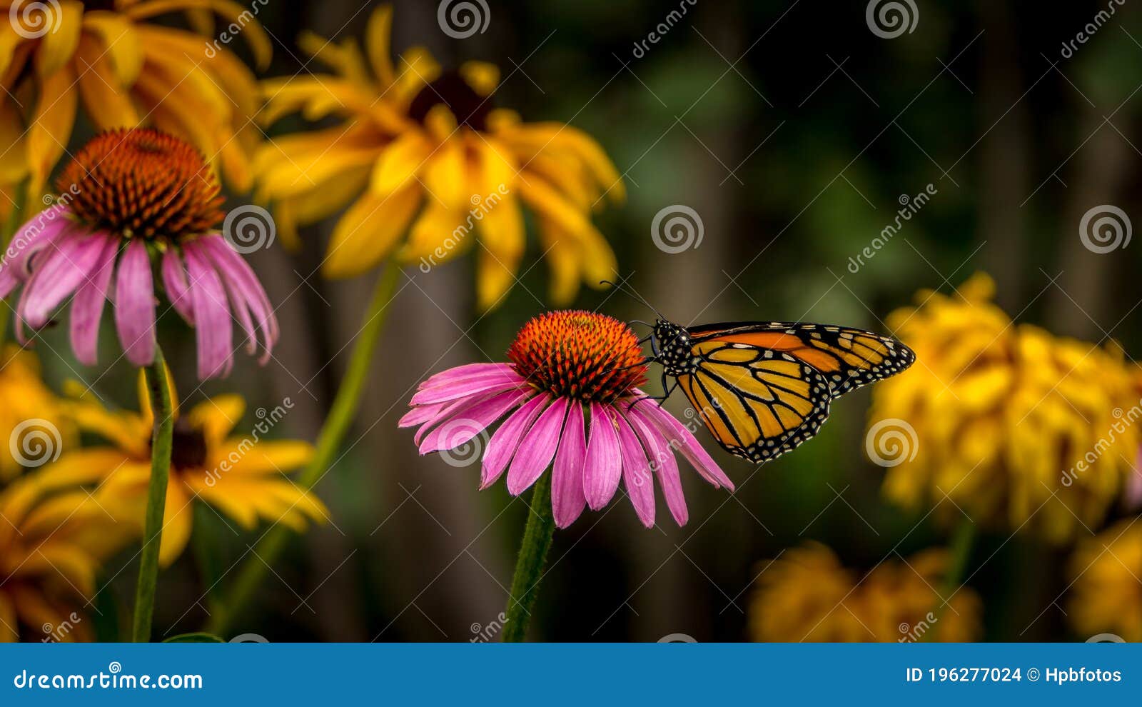 monarch butterfly on a purple echinacea coneflower