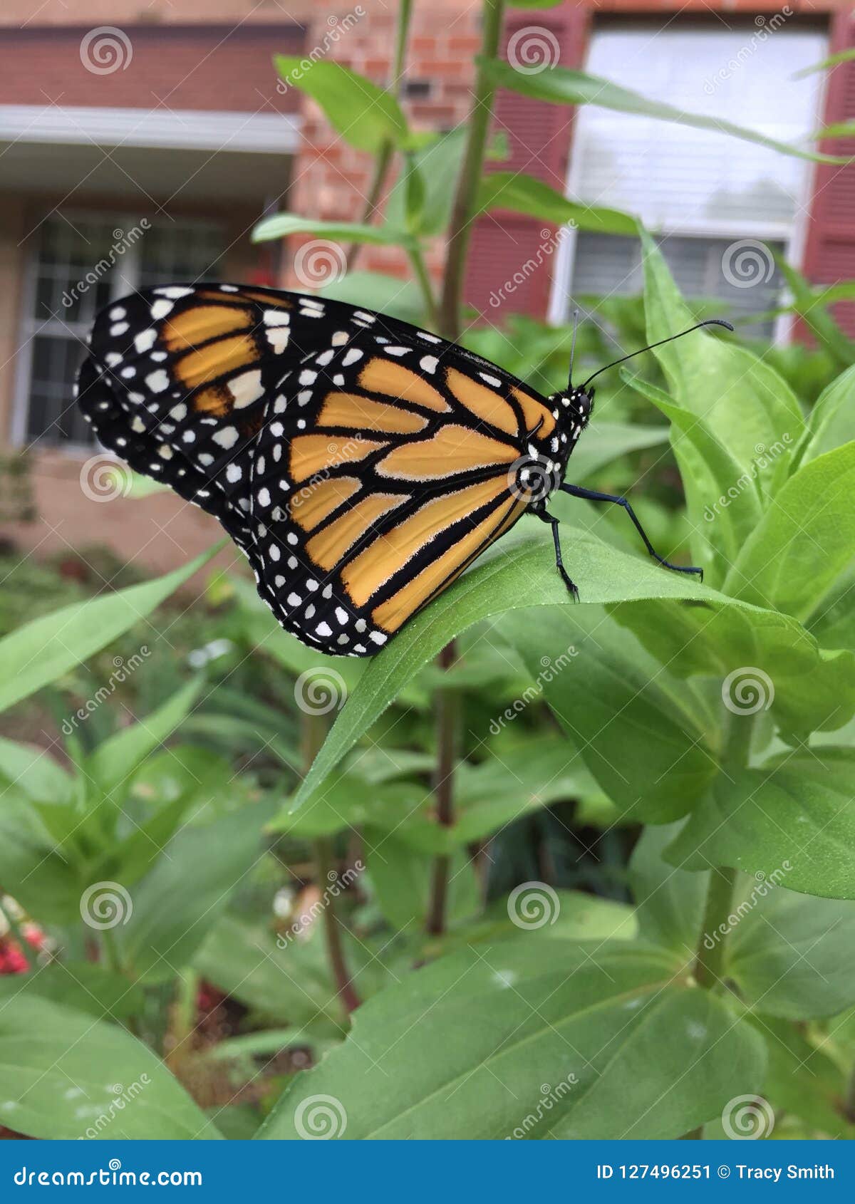 After Monarch Butterfly Release Stock Image Image of releasing
