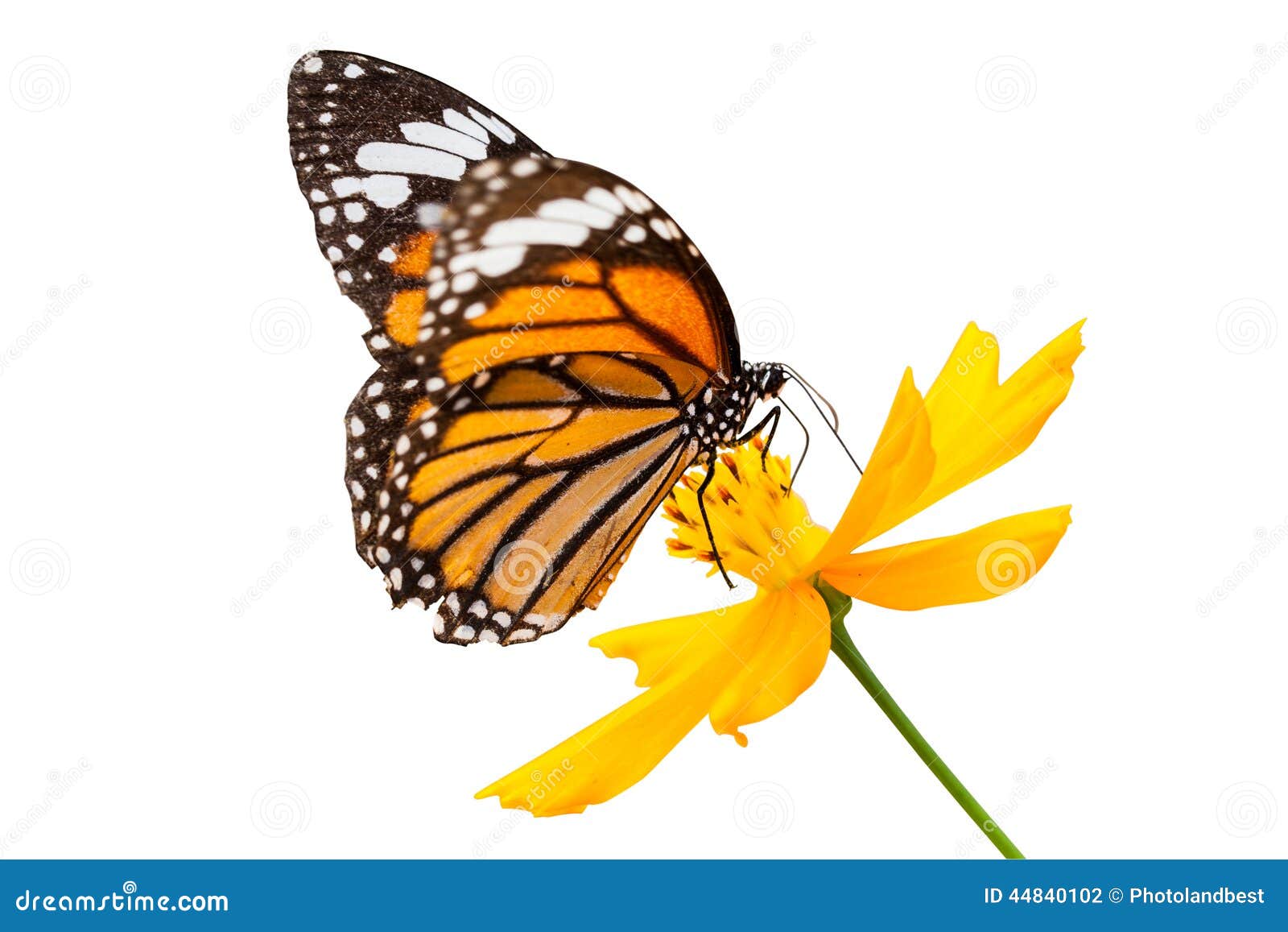 Monarch butterfly seeking nectar on a flower on white background using path