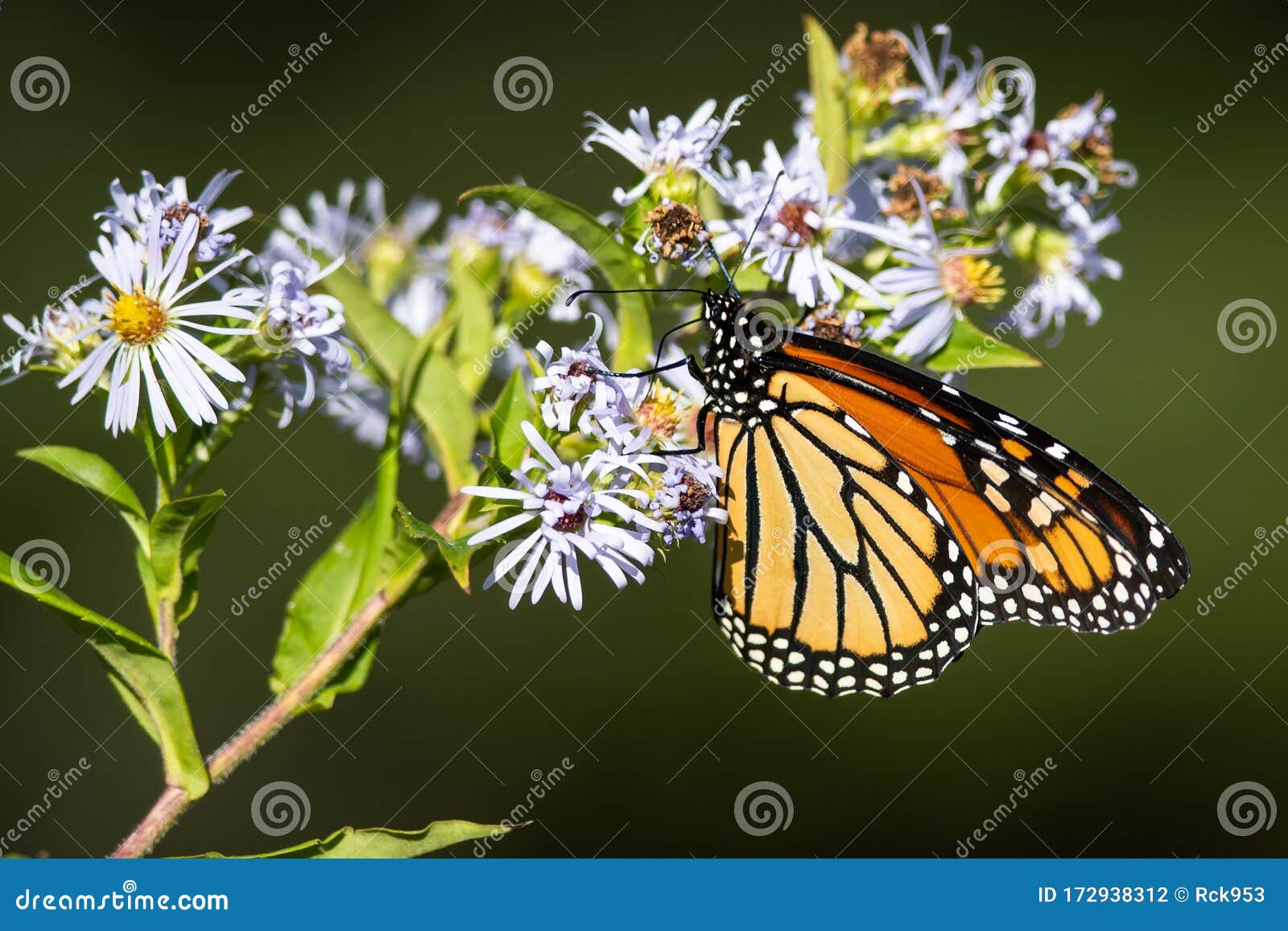 Monarch Butterfly Sipping Nectar from the Flower Stock