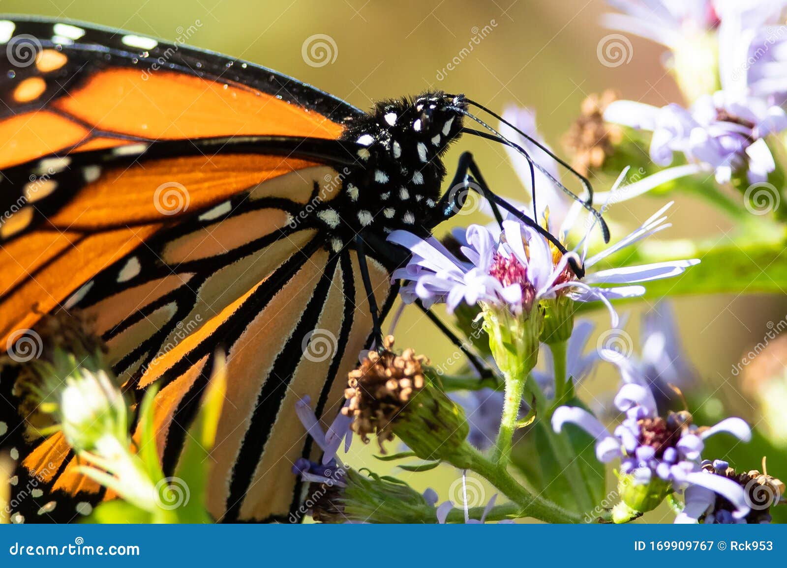 Monarch Butterfly Sipping Nectar from the Flower Stock Image Image of weed