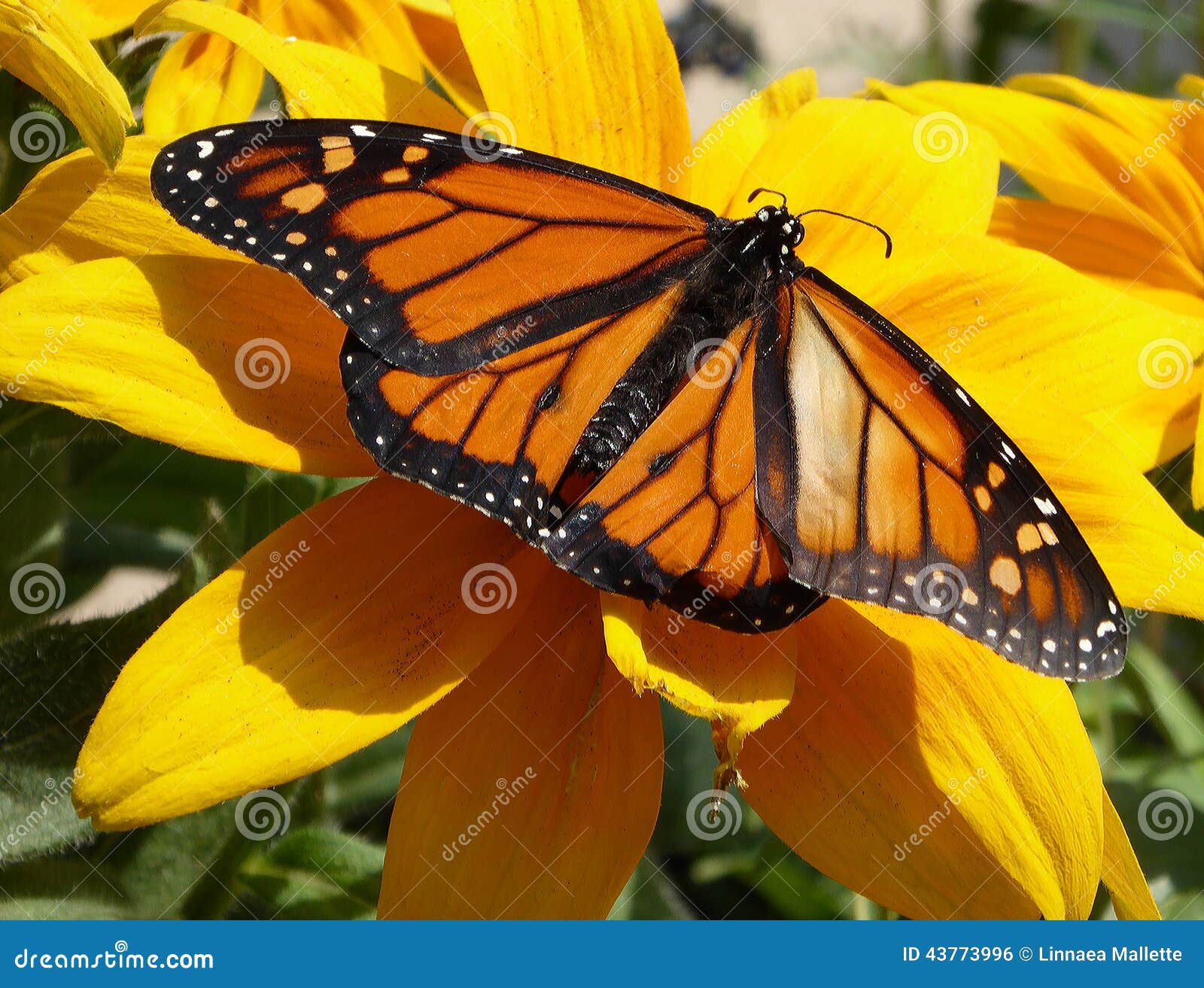Monarch Butterfly on Sunflower Stock Photo Image of plant, outdoors