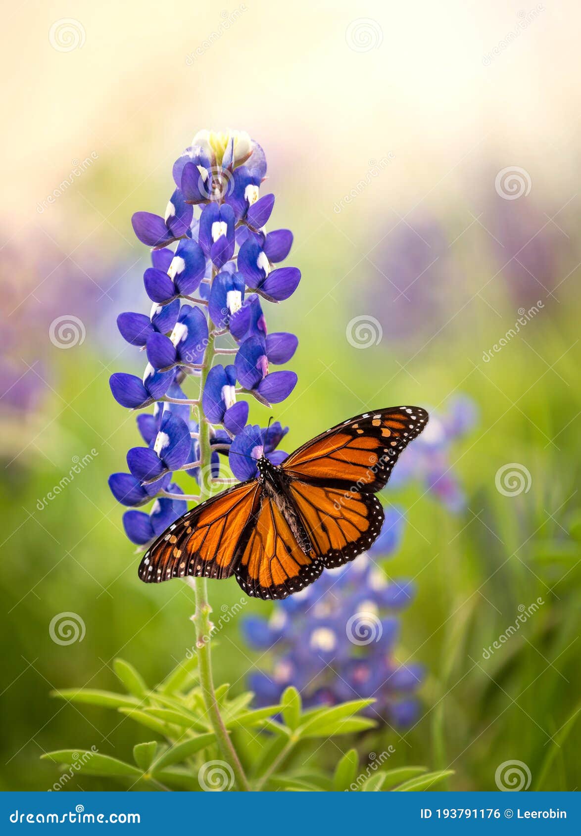 monarch butterfly on texas bluebonnet flower