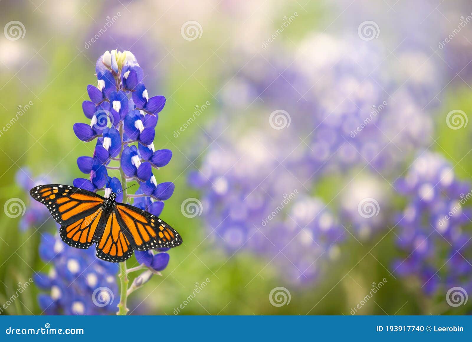 monarch butterfly on texas bluebonnet flower