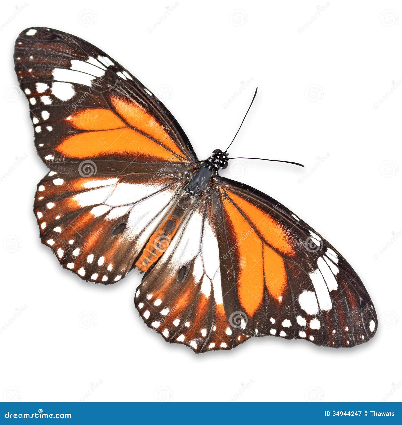 Monarch butterfly stock image. Image of background, north 34944247