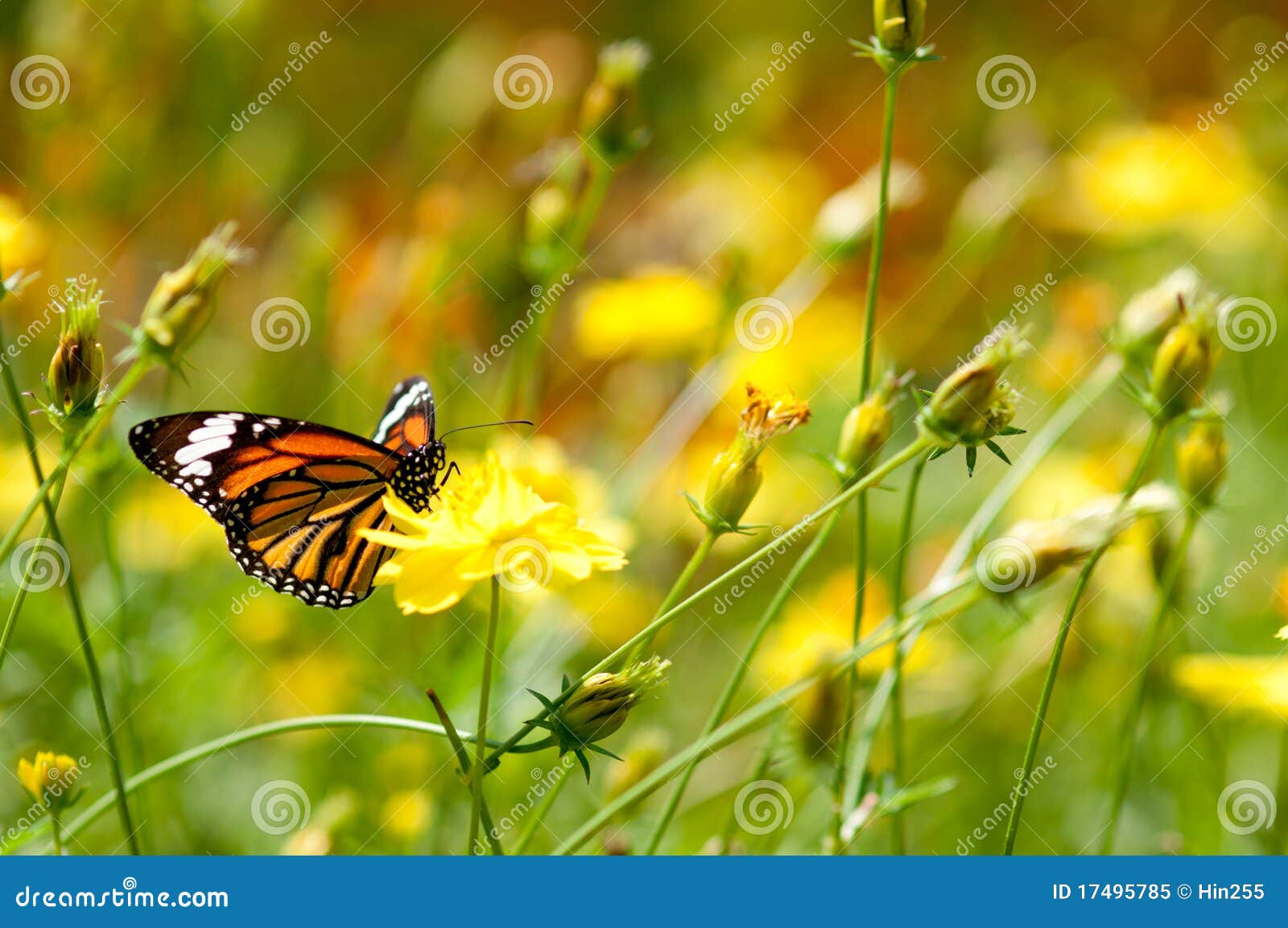Monarch Butterfly on the Yellow Flower in Stock Image Image of calm