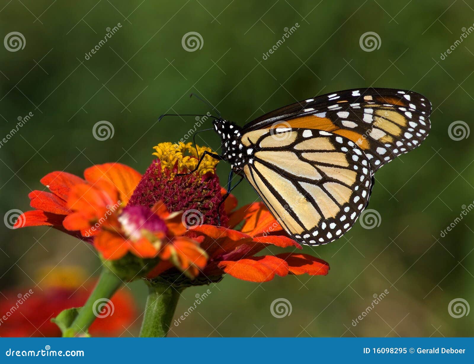 Monarch Butterfly on Zinnia Stock Image Image of black, blossom 16098295