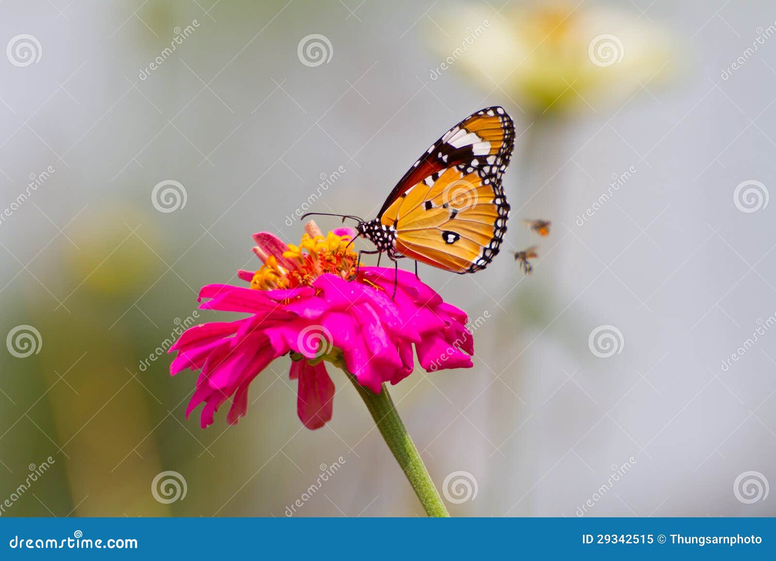 Monarch Butterfly on Zinnia Flower Stock Image Image of close, giant