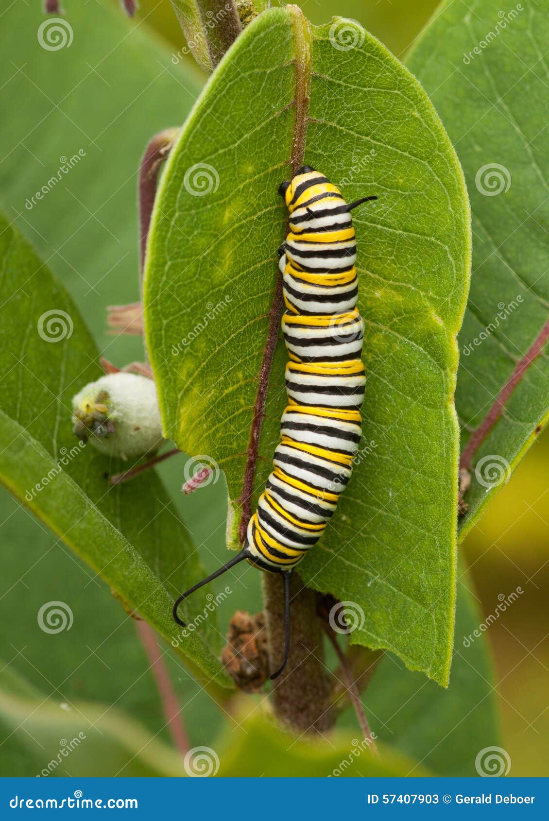 Monarch Caterpillar stock image. Image of insect, entomology - 57407903